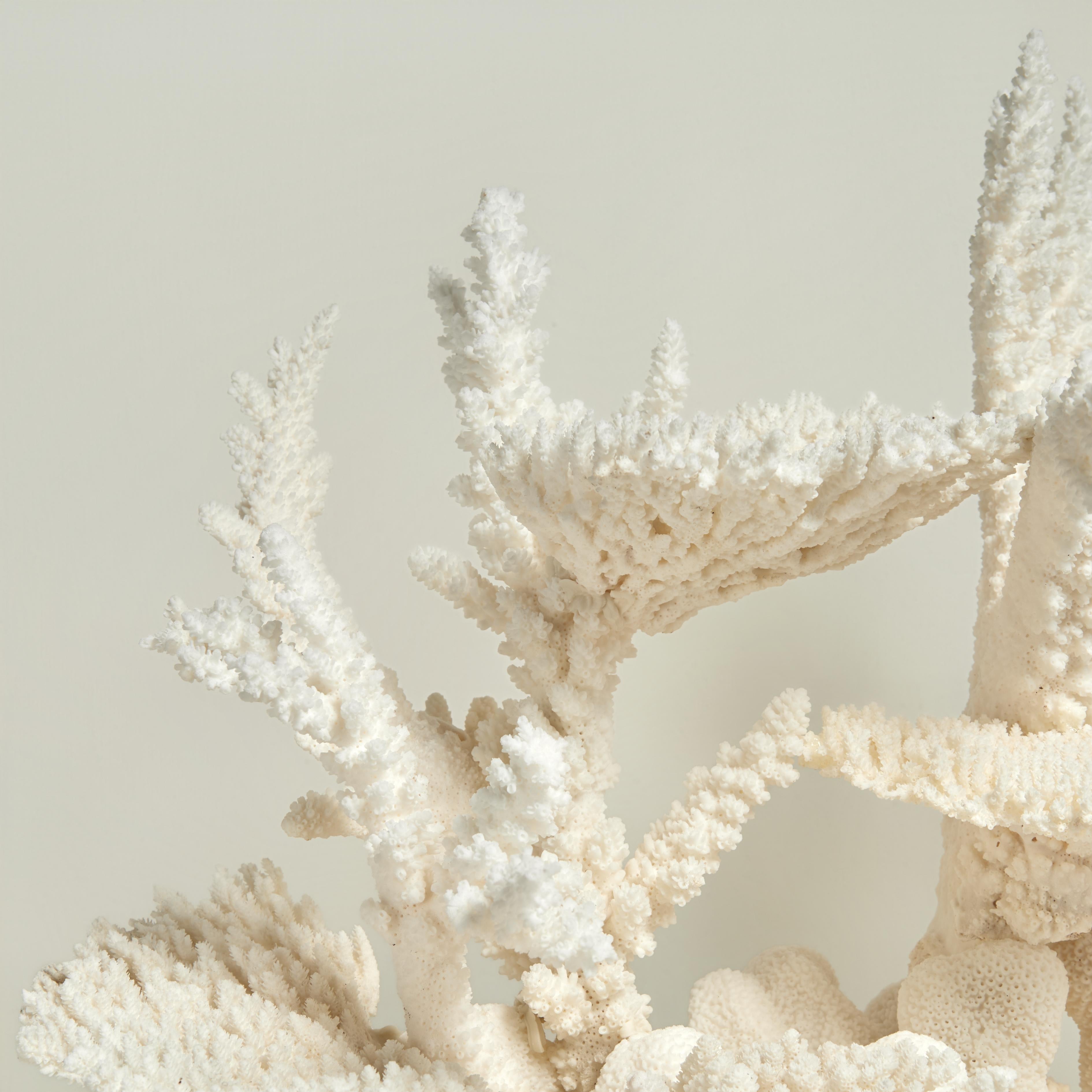 Impressive branch and cauliflower coral assemblage hand crafted in sustainable specimens with mother nature's sea inspired colors and forms. Presented on a lucite base to enhance its sculptural elements. This piece cannot be shipped outside of the