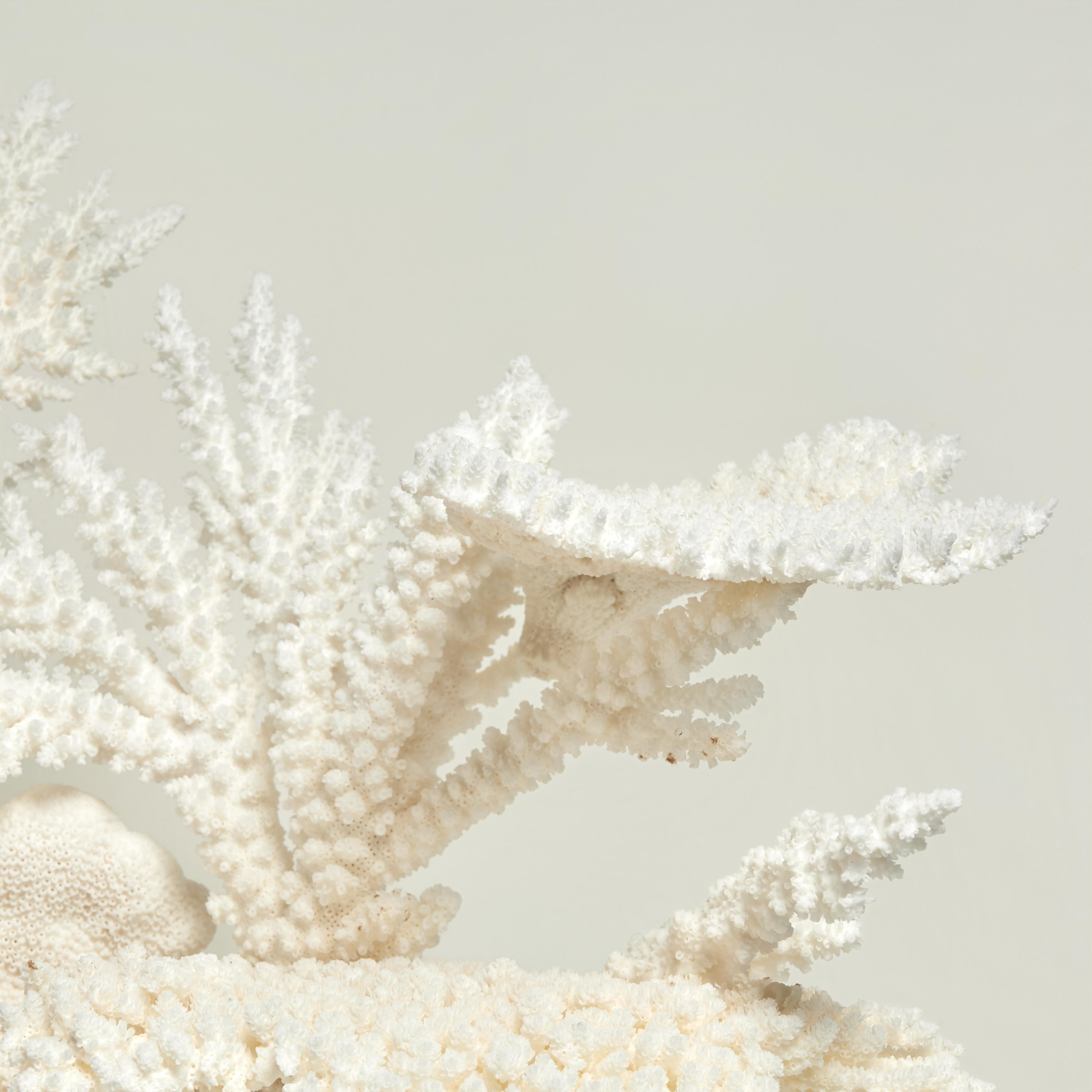 Mid-Century Modern Impressive Branch and Table Coral Sculpture on Lucite For Sale