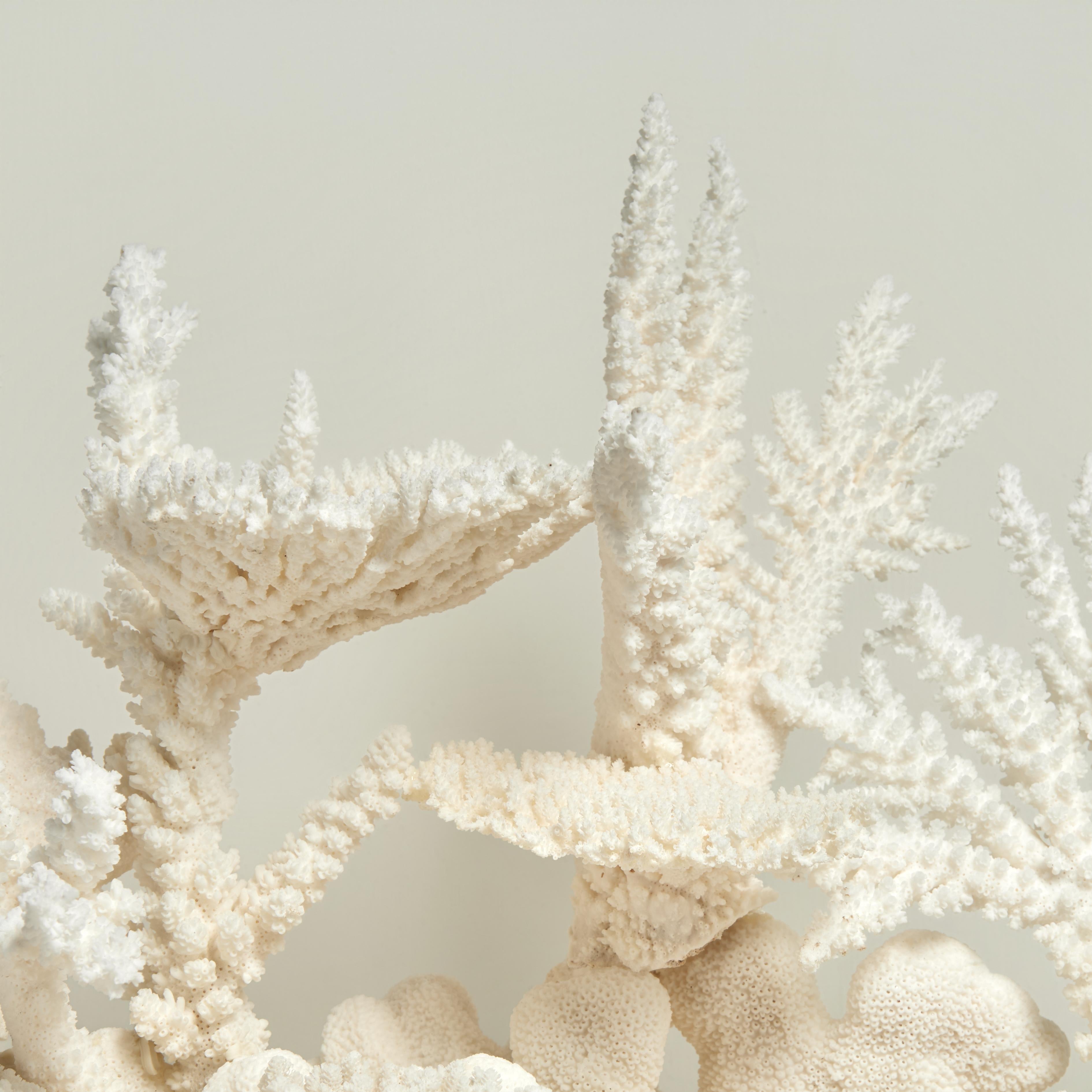 Solomon Islands Impressive Branch and Table Coral Sculpture on Lucite For Sale