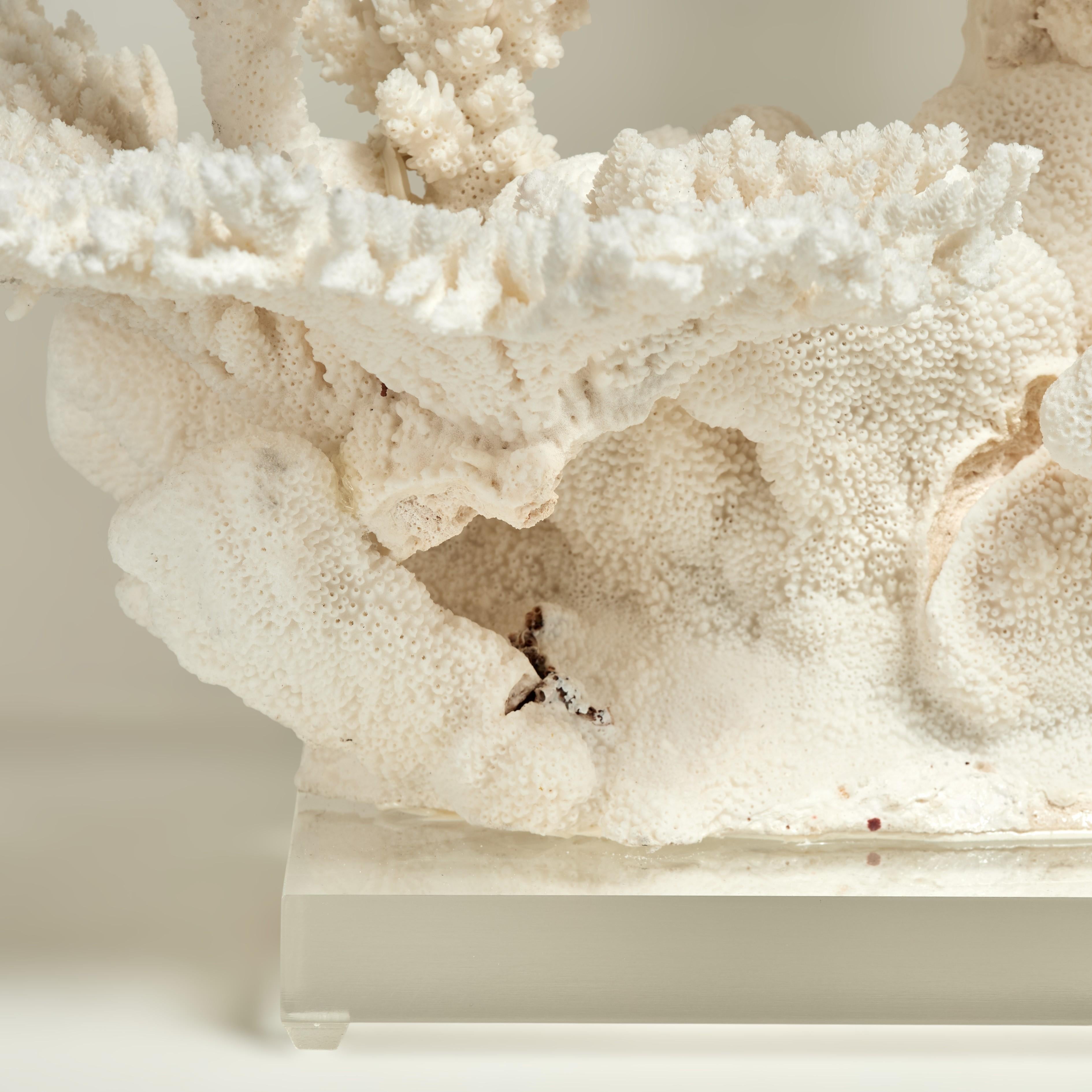 Hand-Crafted Impressive Branch and Table Coral Sculpture on Lucite For Sale