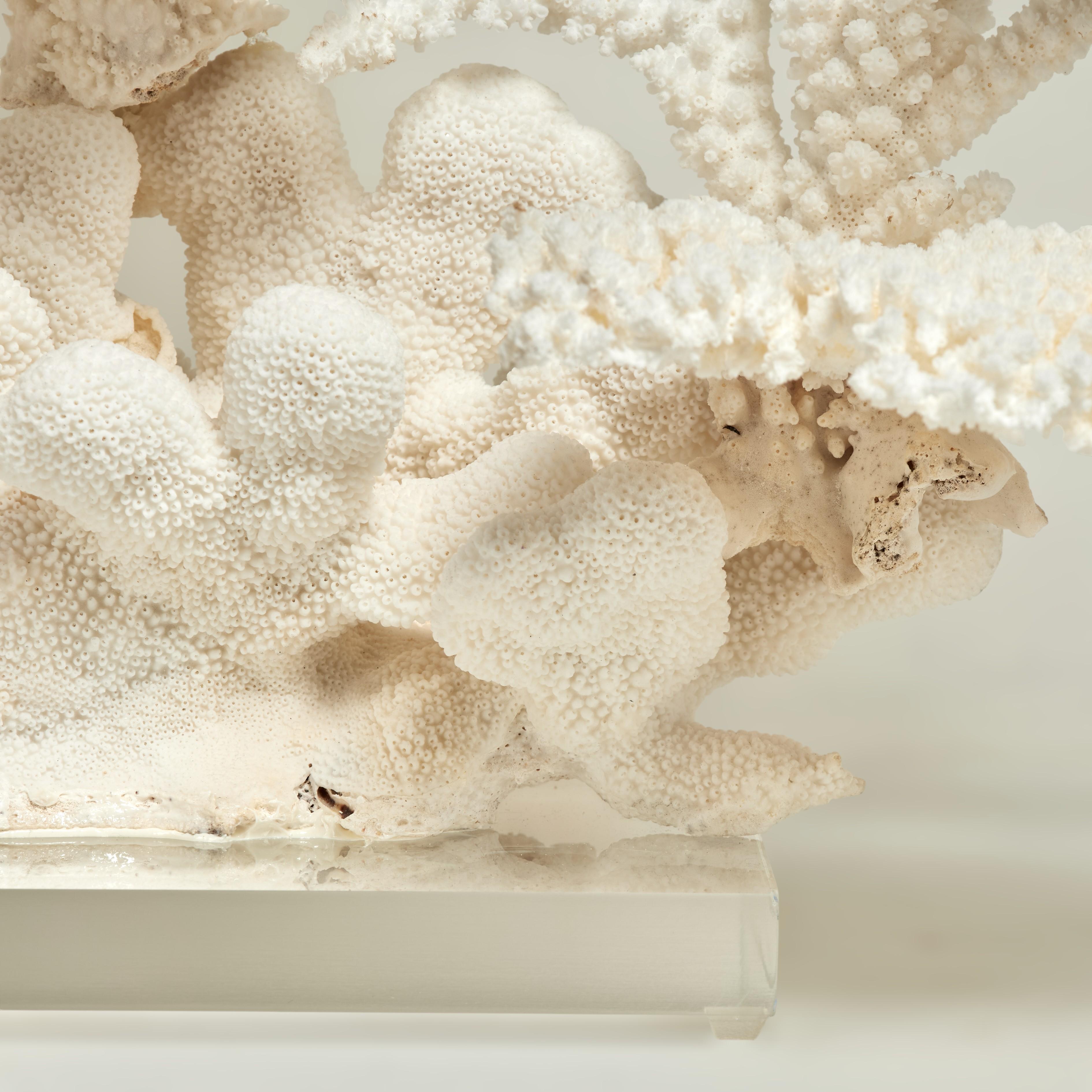 Impressive Branch and Table Coral Sculpture on Lucite In Good Condition For Sale In Palm Beach, FL