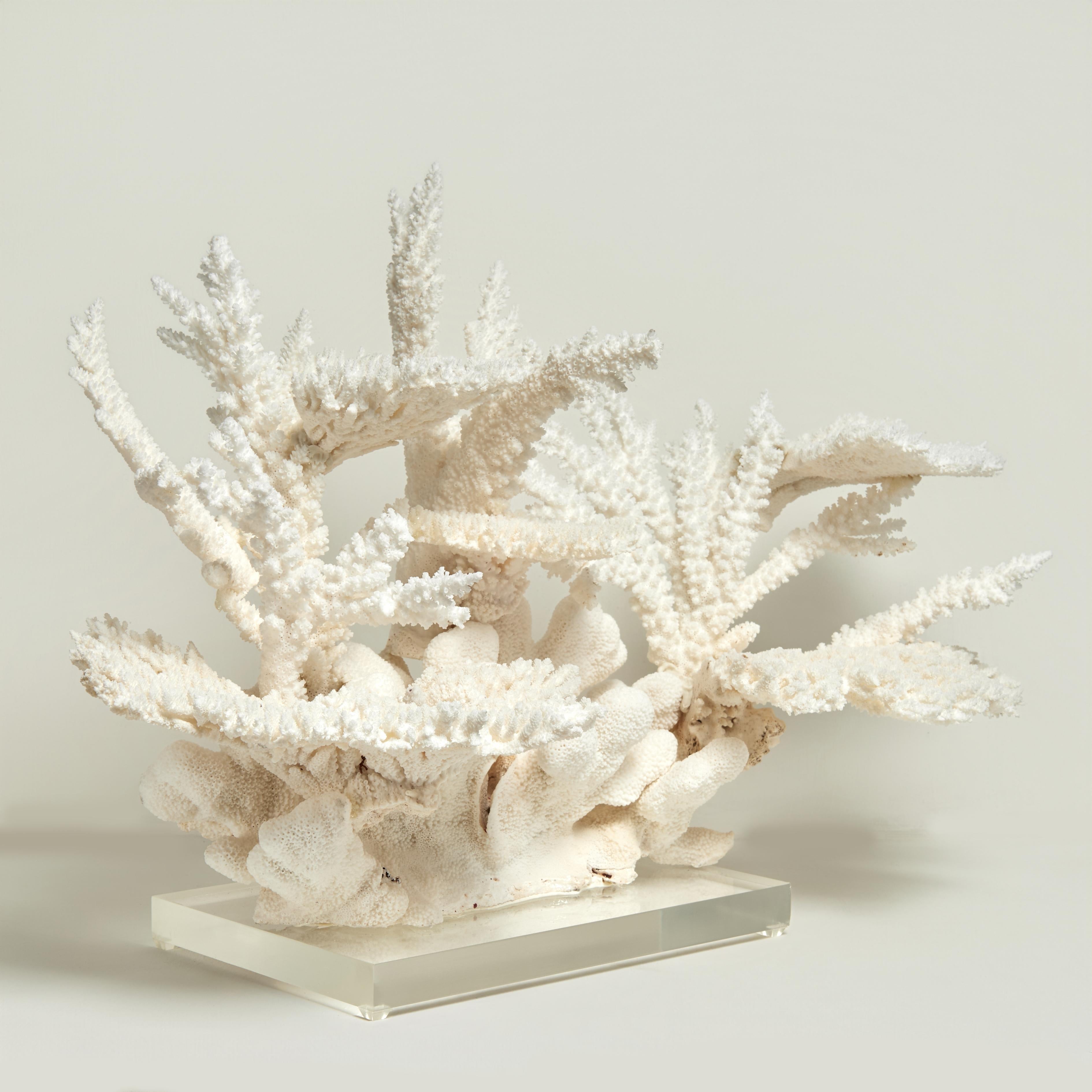 Contemporary Impressive Branch and Table Coral Sculpture on Lucite For Sale
