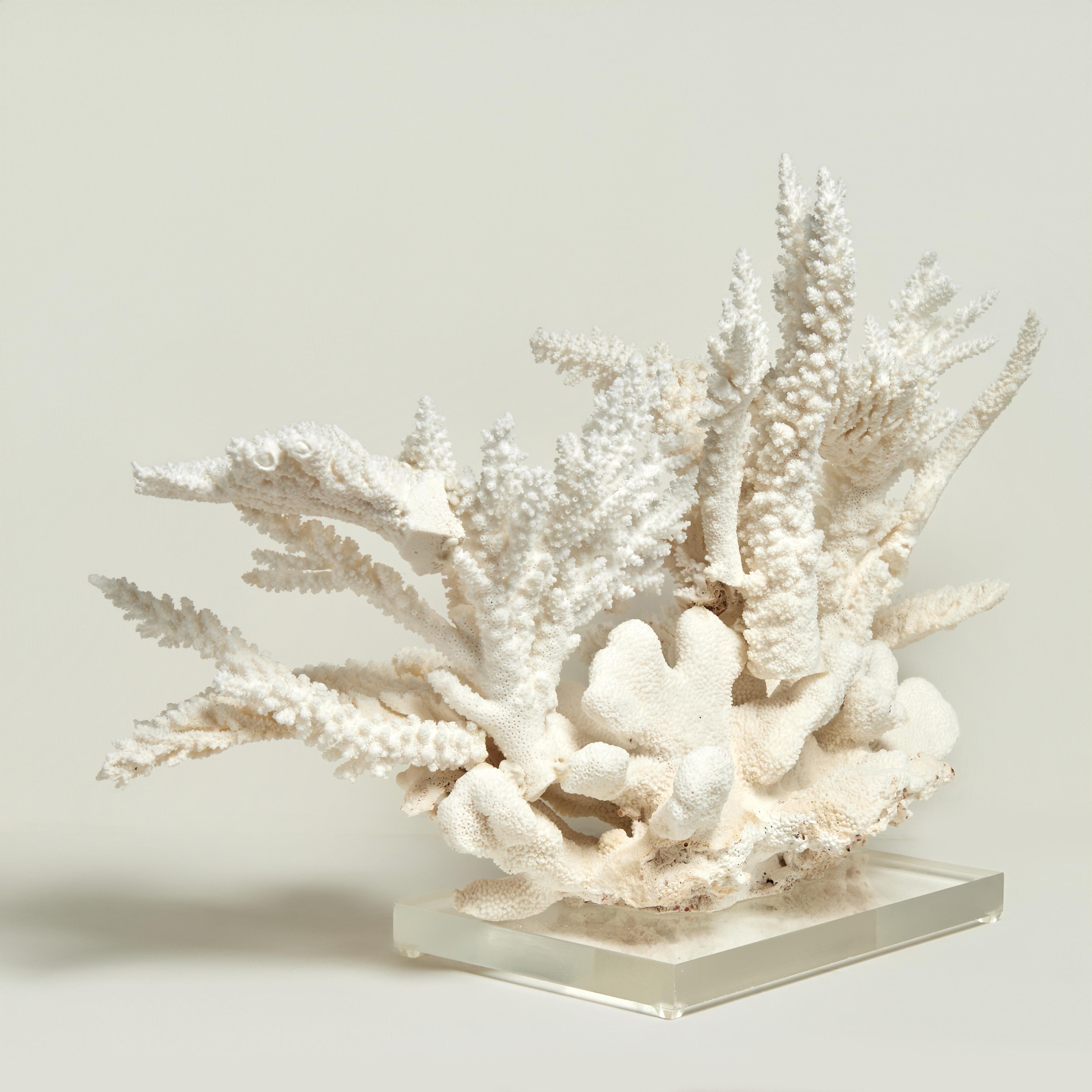 Shell Impressive Branch and Table Coral Sculpture on Lucite For Sale