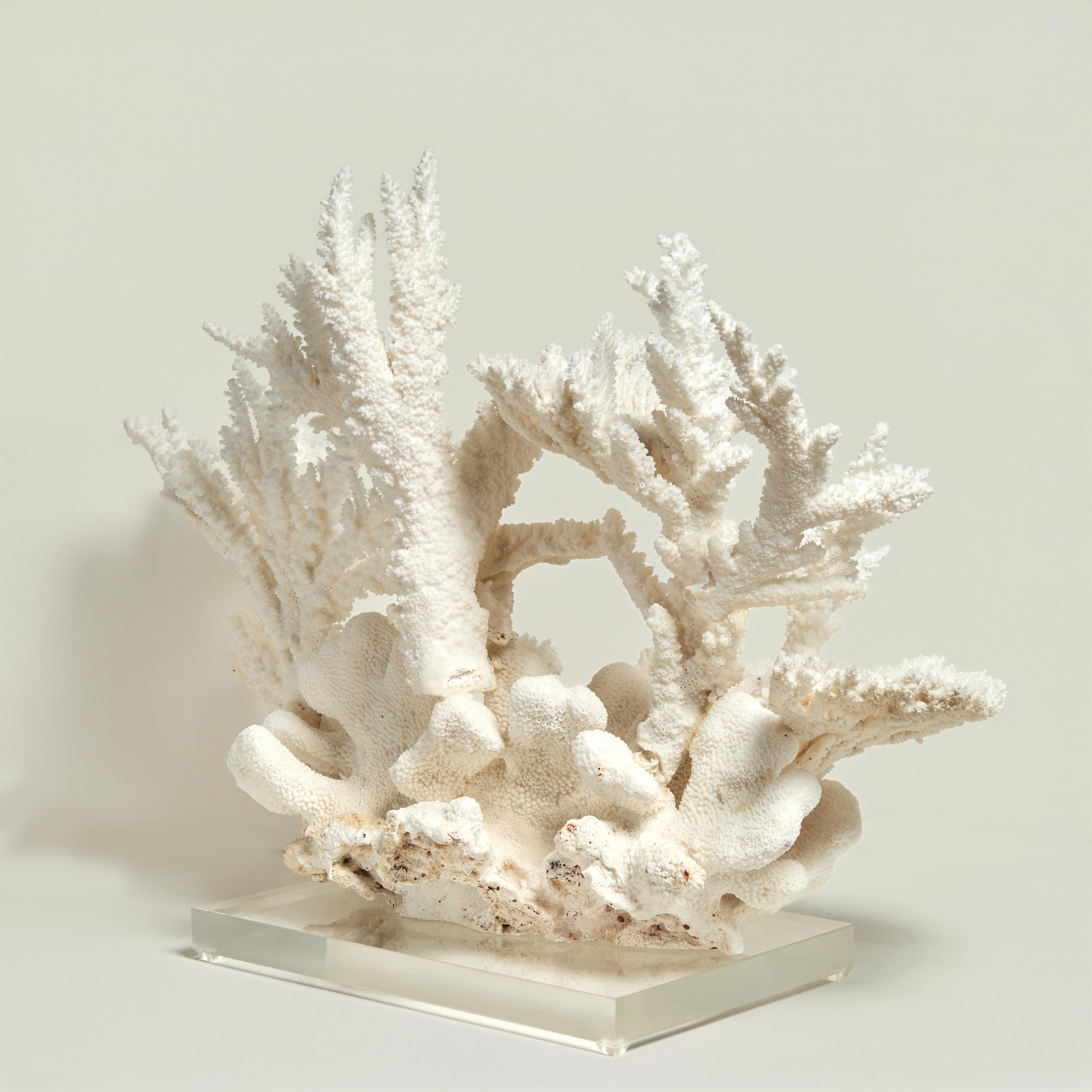 Impressive Branch and Table Coral Sculpture on Lucite For Sale 1