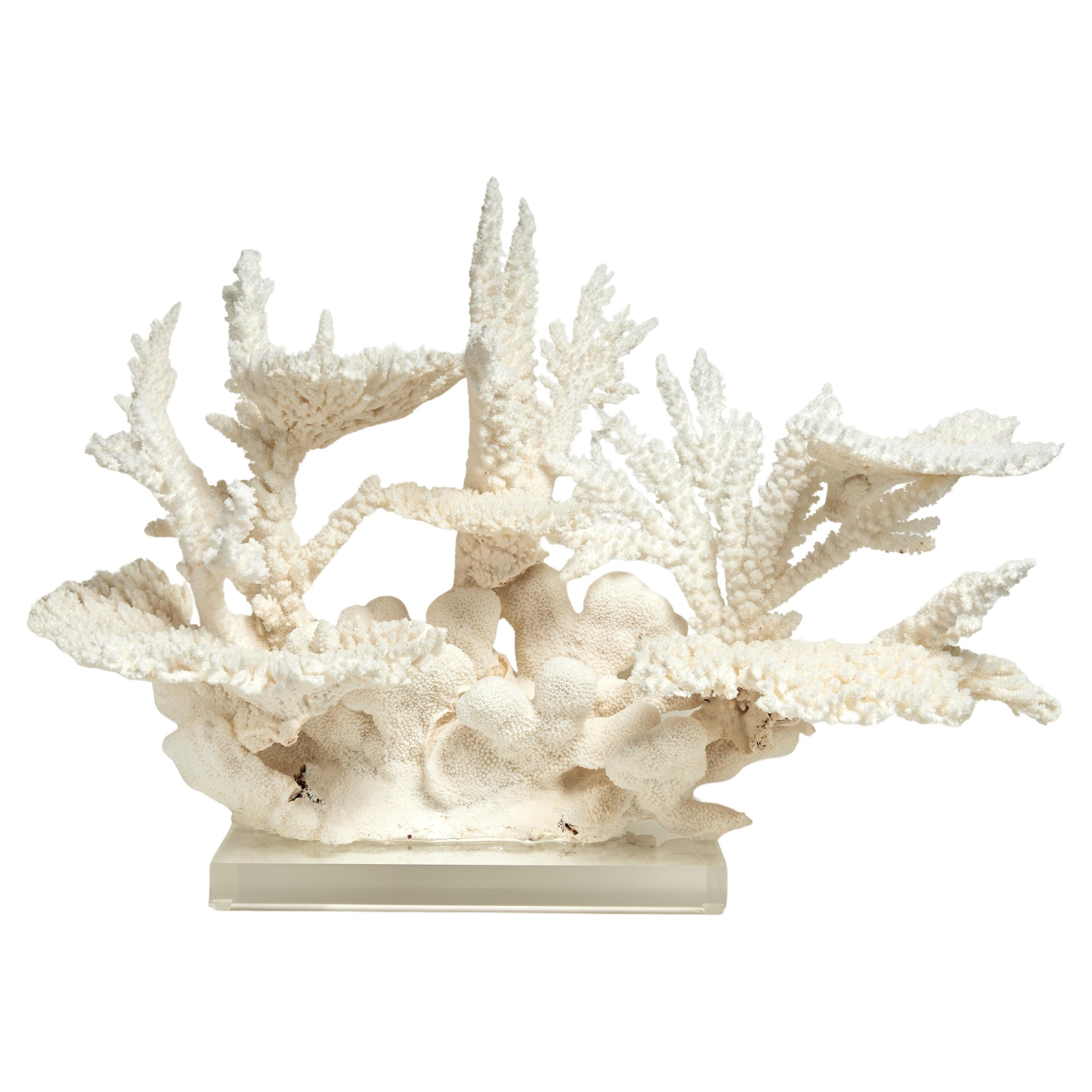 Impressive Branch and Table Coral Sculpture on Lucite