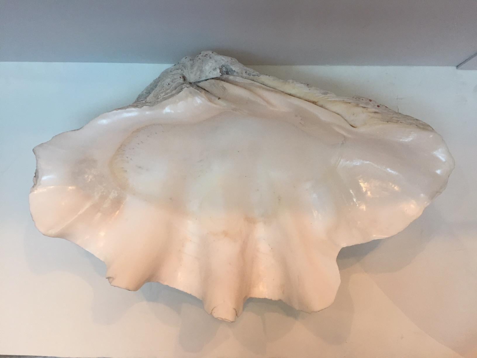Impressive Large Authentic Clam Shell 1