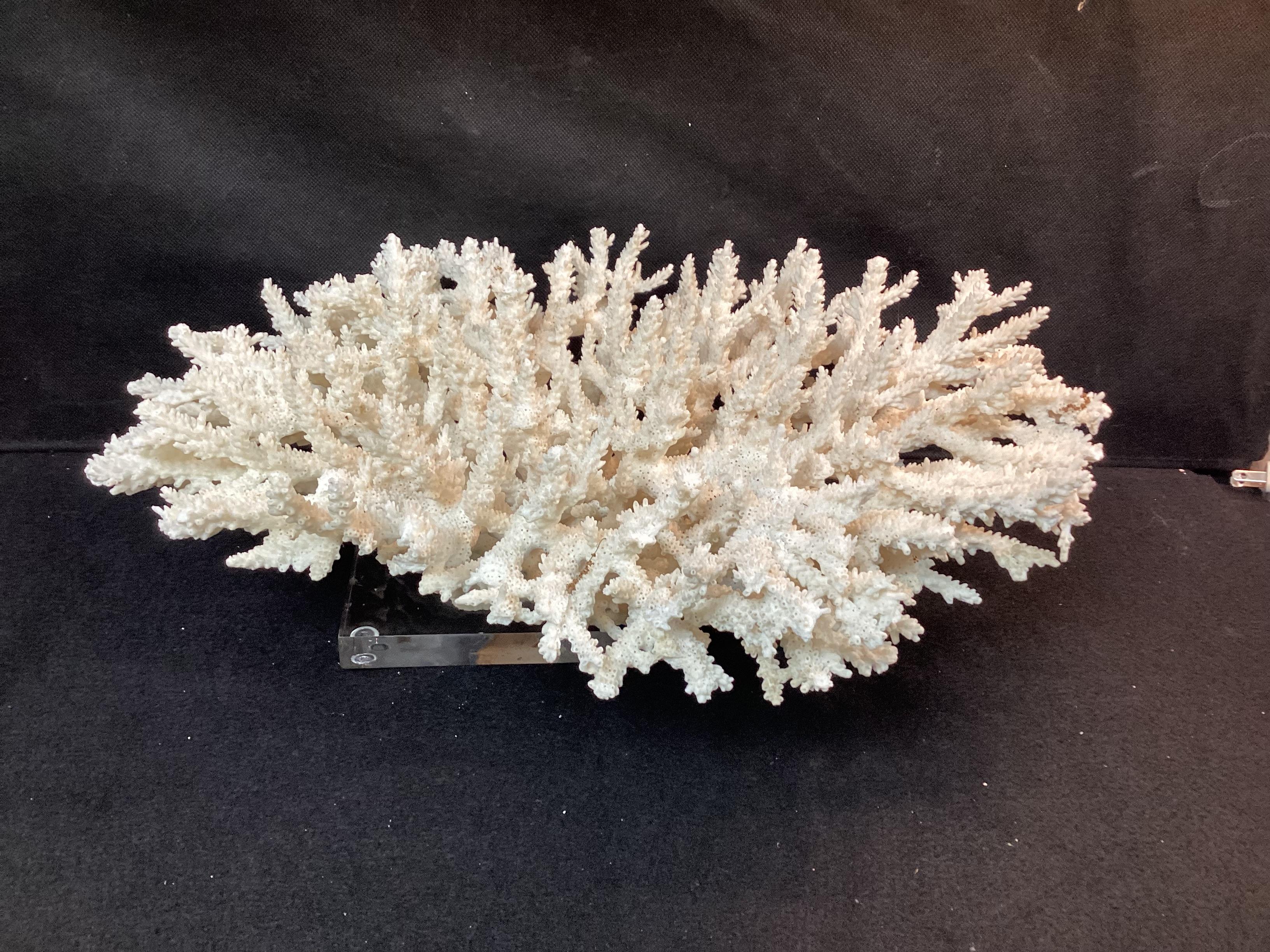 Natural white coral reef specimen, mounted on a clear Lucite base. Nice size to use as coastal, nautical, or beach decor.
