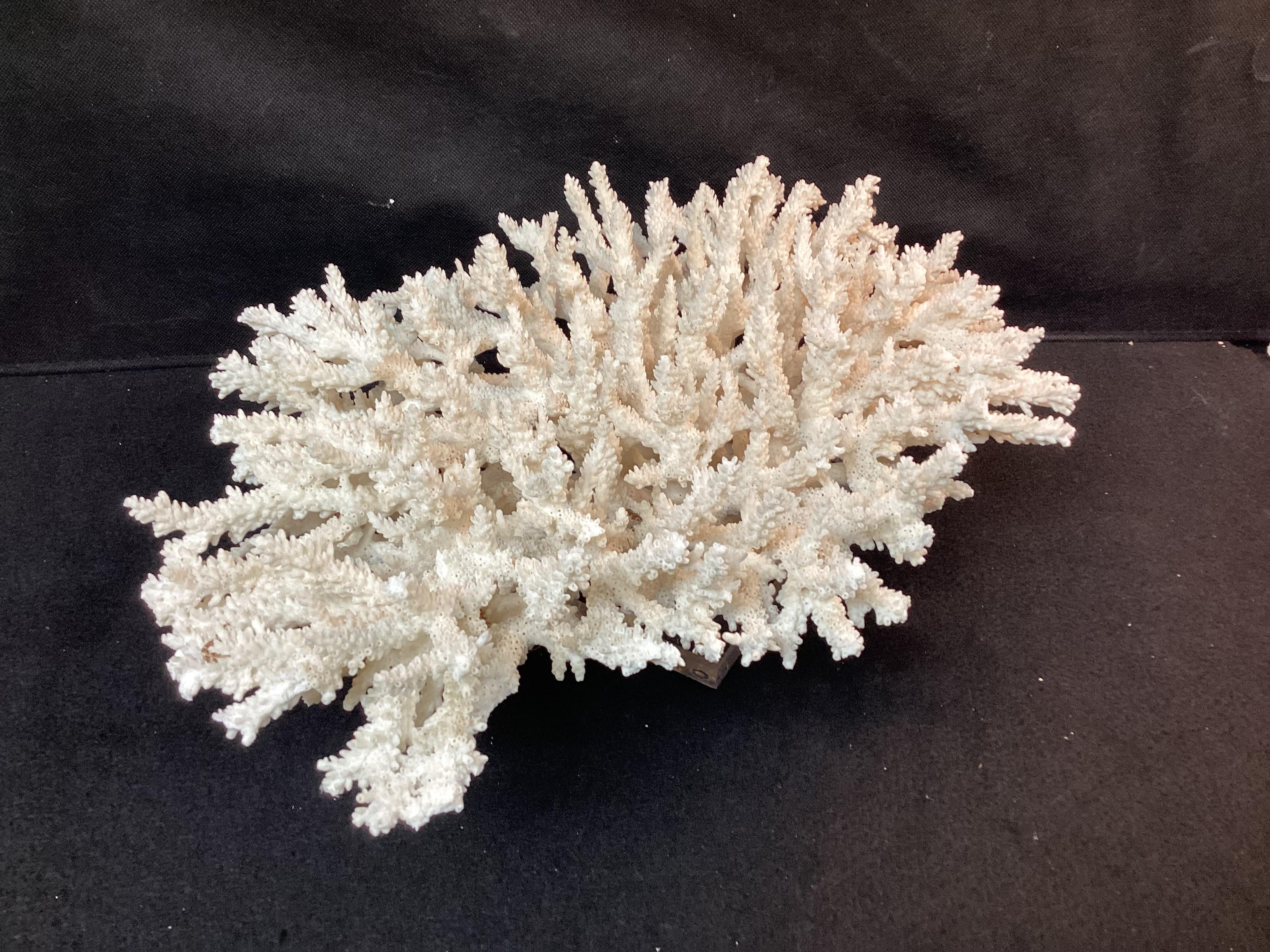 Organic Modern Impressive Natural White Coral Reef Specimen On Lucite Base For Sale