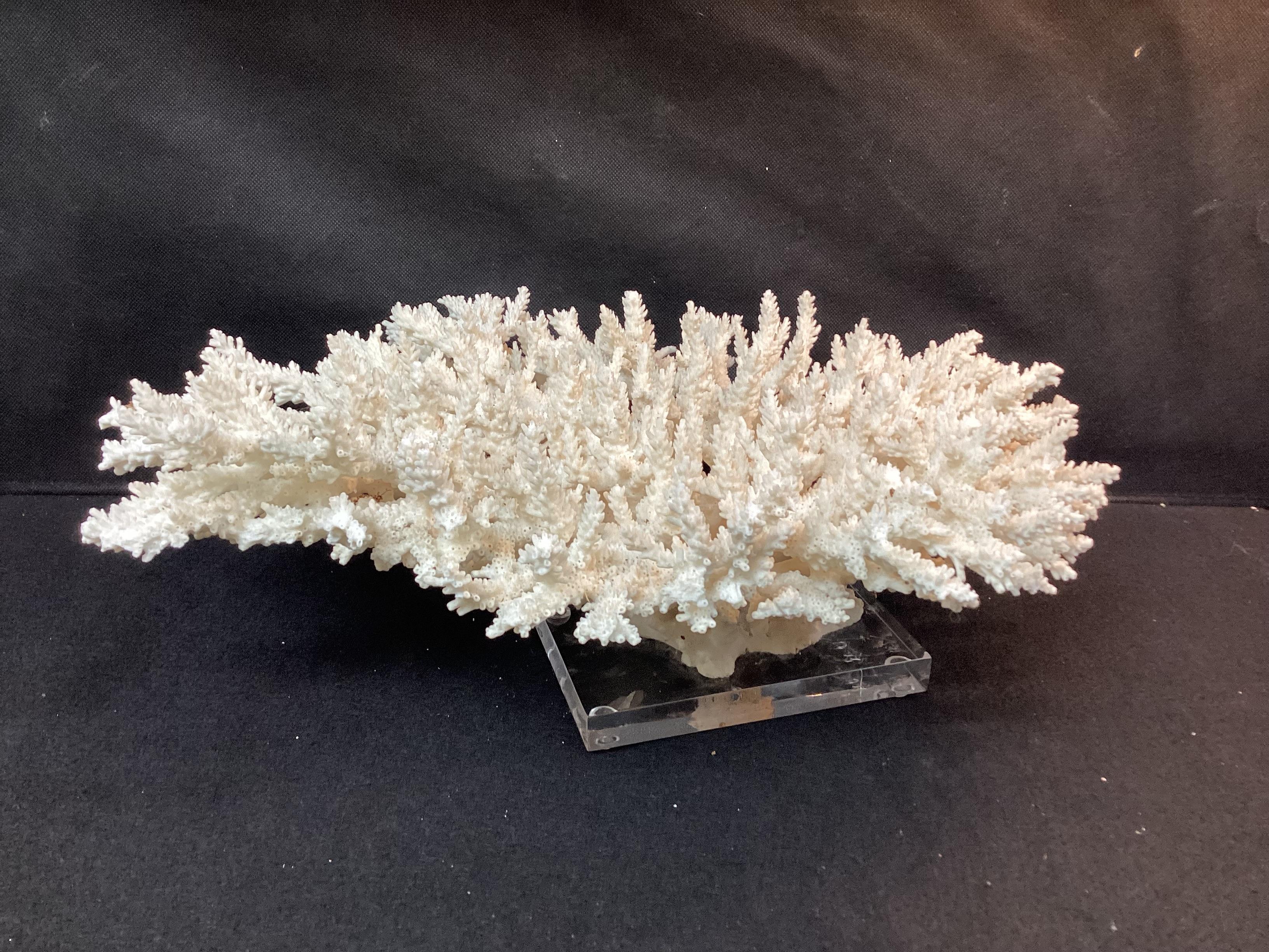 American Impressive Natural White Coral Reef Specimen On Lucite Base For Sale