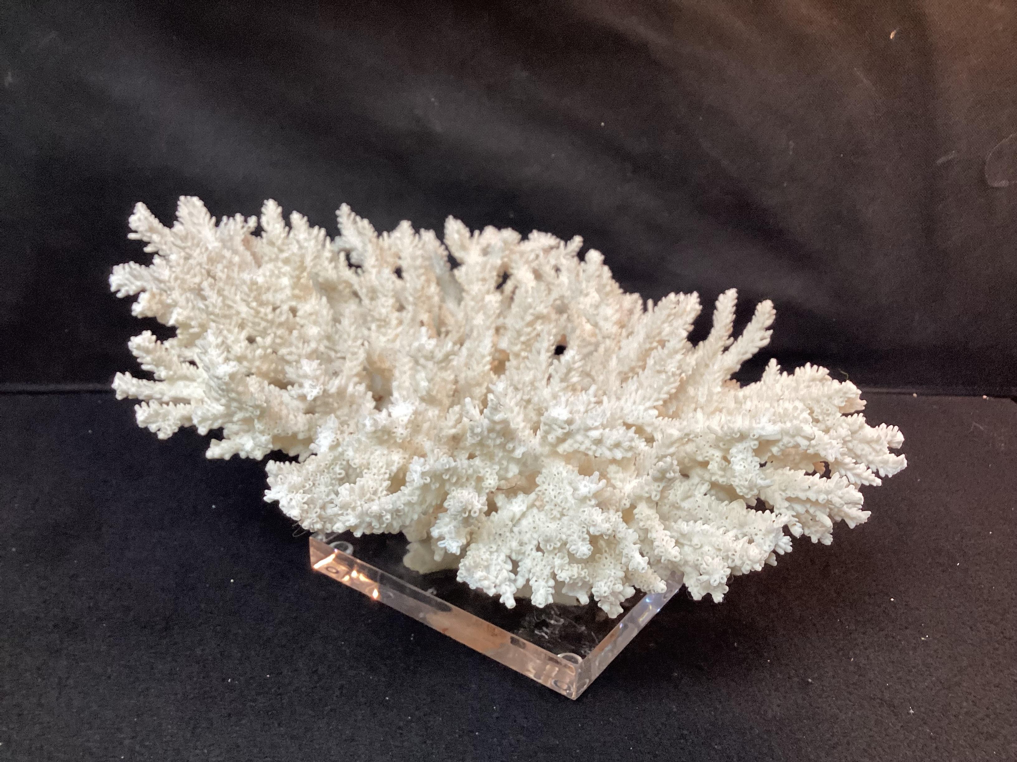 Beeindruckendes natürliches weißes Korallenreef-Exemplar auf Lucite-Sockel im Zustand „Gut“ im Angebot in Bradenton, FL