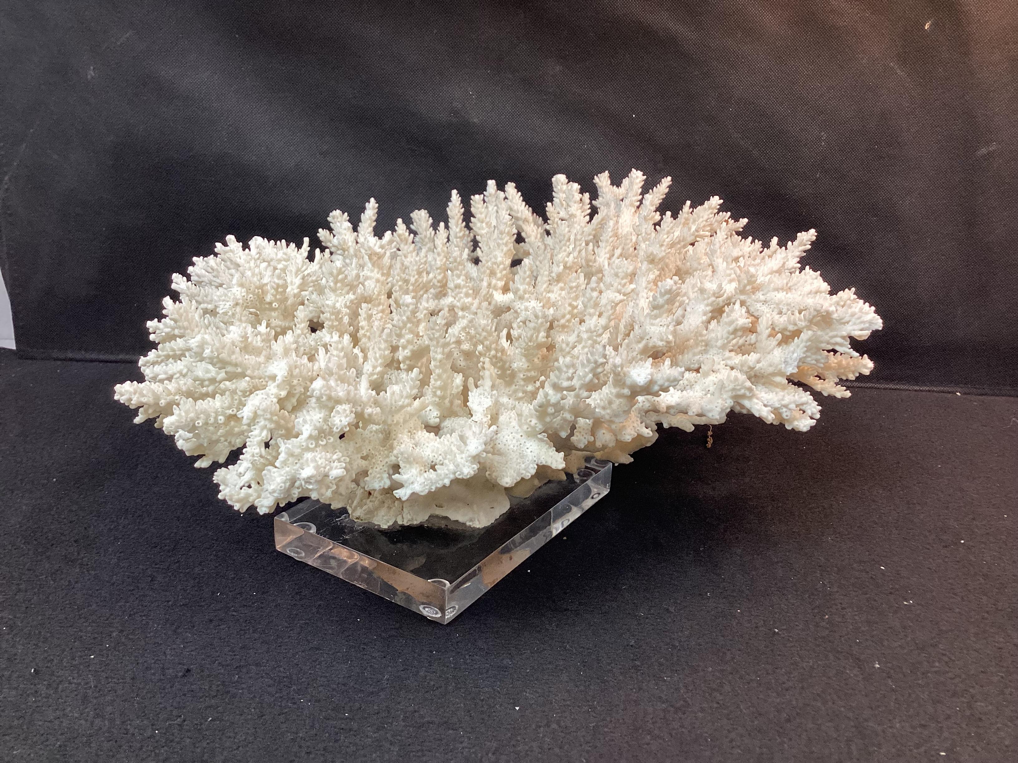 20th Century Impressive Natural White Coral Reef Specimen On Lucite Base For Sale