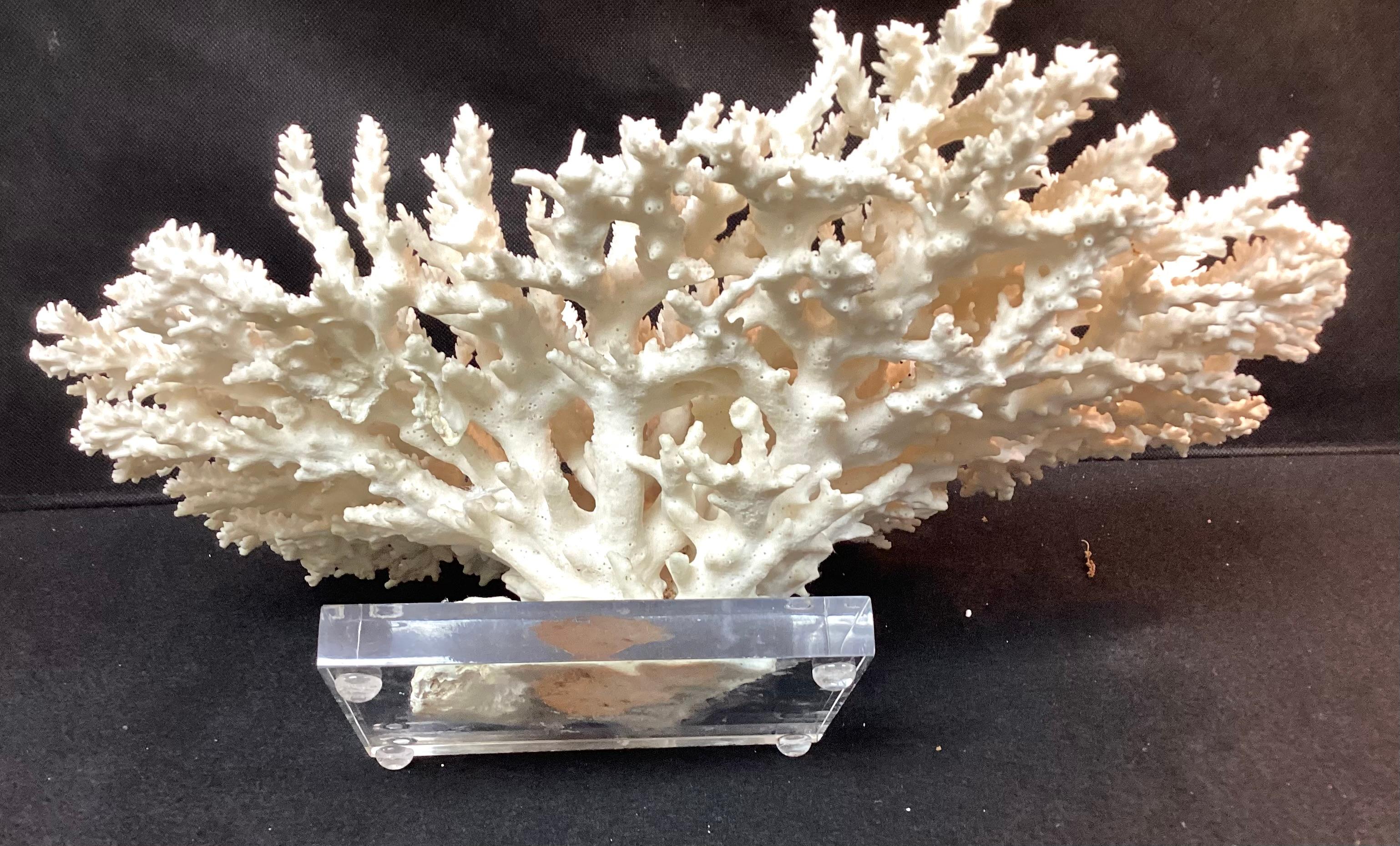 Impressive Natural White Coral Reef Specimen On Lucite Base For Sale 1