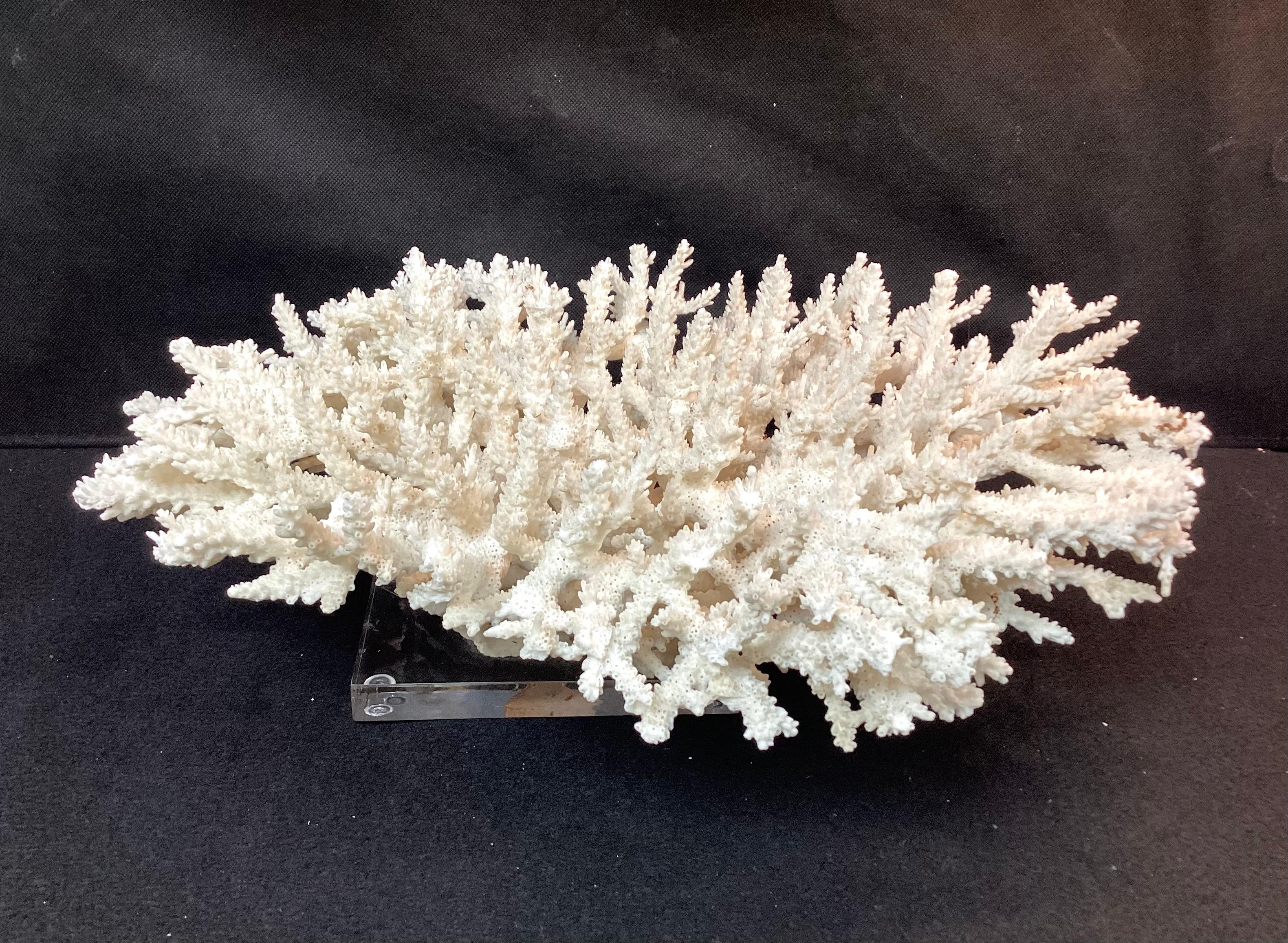 Impressive Natural White Coral Reef Specimen On Lucite Base For Sale 2