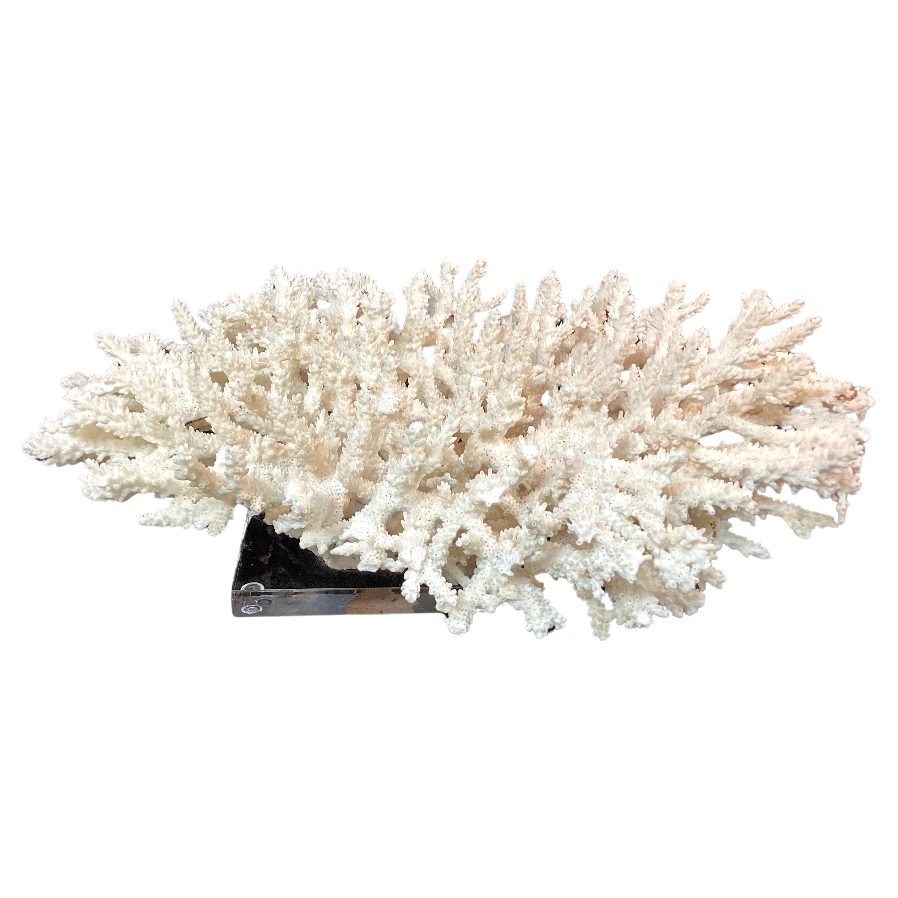 Impressive Natural White Coral Reef Specimen On Lucite Base For Sale