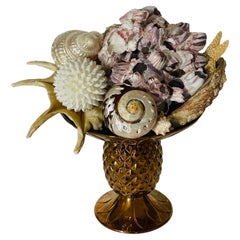 Impressionante composizione di tassidermia di conchiglie marine Nature Beauty