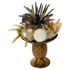 Impressionante composizione di tassidermia di conchiglie marine Nature Beauty