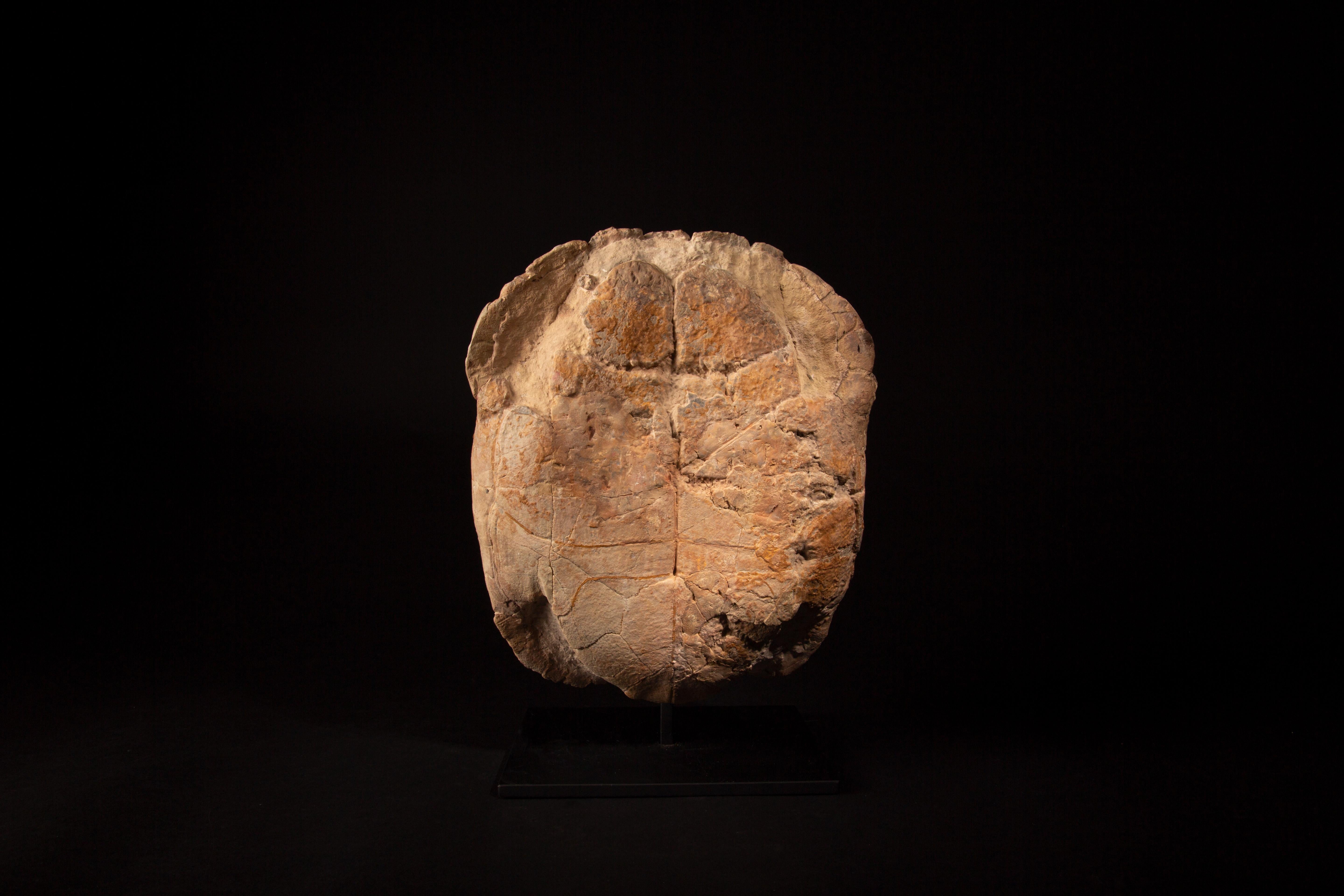 Impressive Oligocene Turtle Fossil on Modern Stand from South Dakota 4