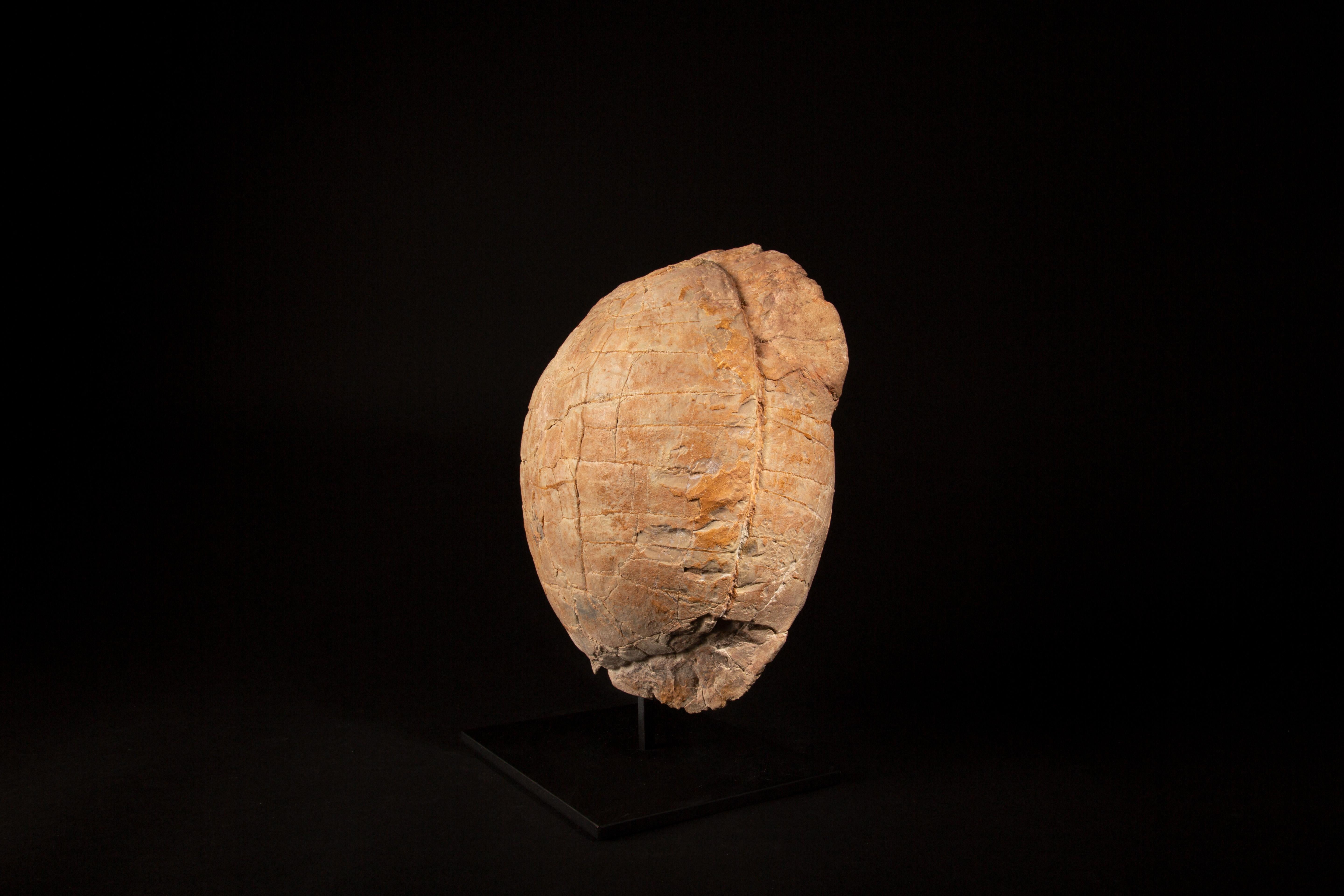 Impressive Oligocene Turtle Fossil on Modern Stand from South Dakota 6