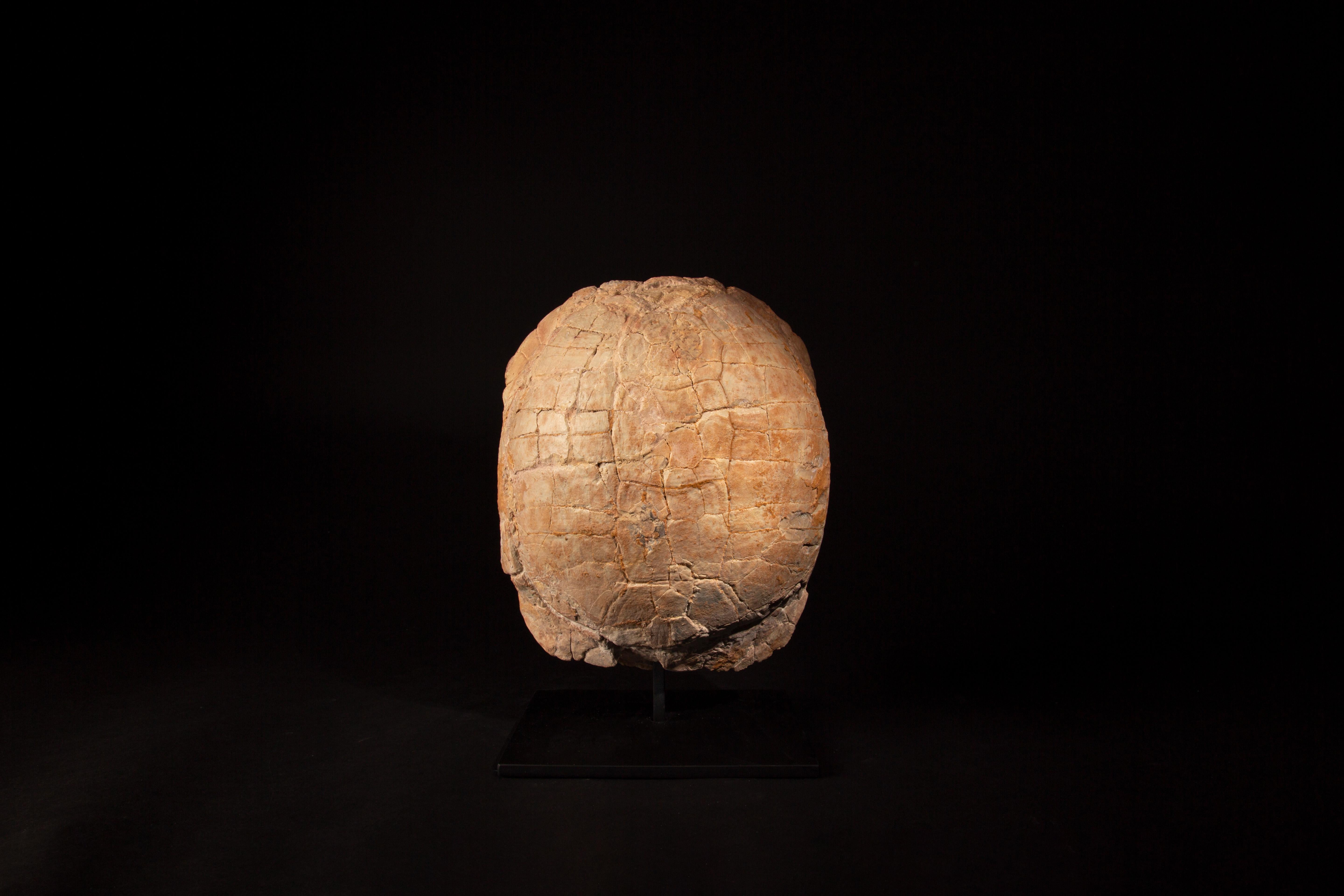 Impressive Oligocene Turtle Fossil on Modern Stand from South Dakota 7