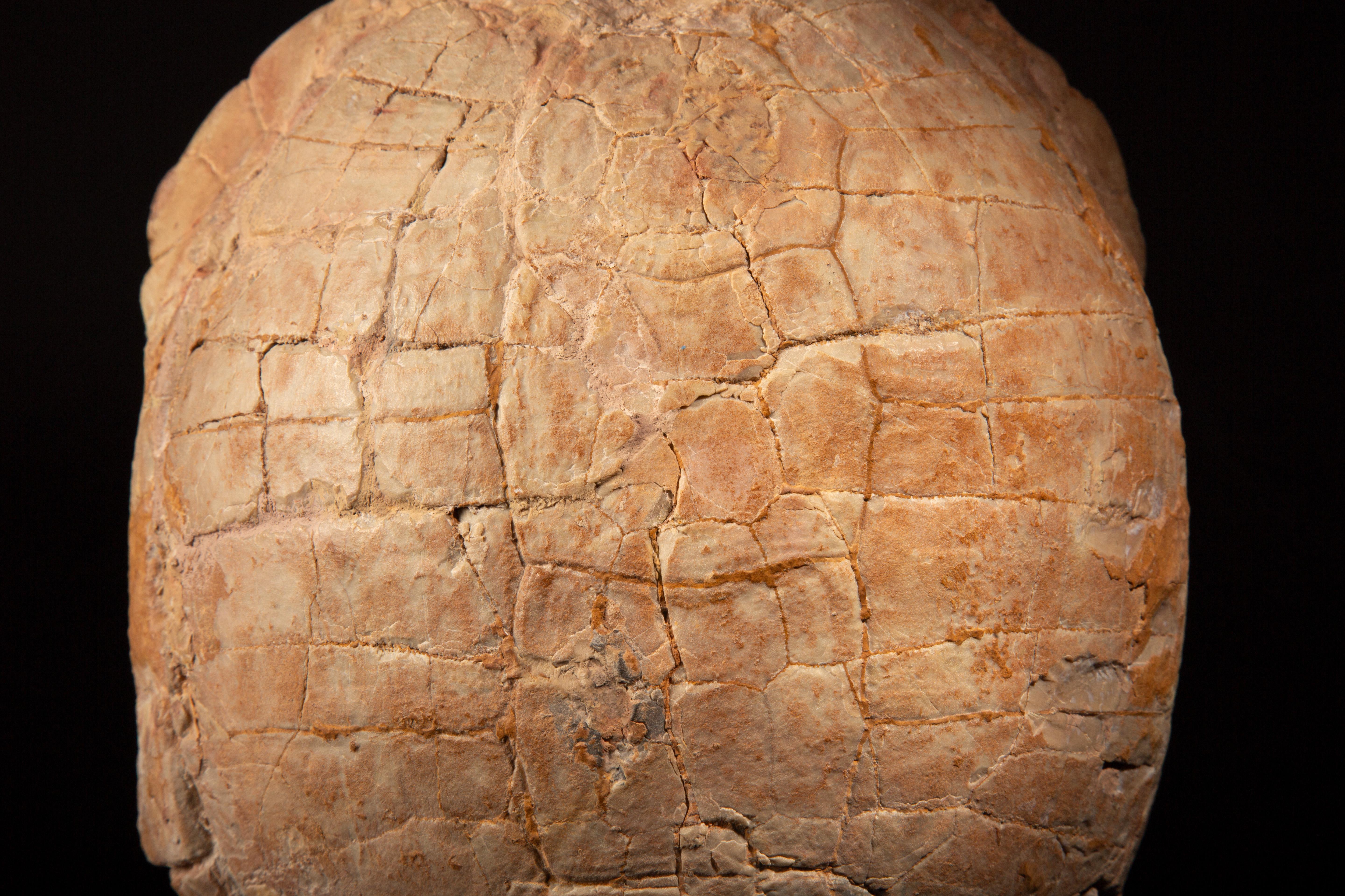 Impressive Oligocene Turtle Fossil on Modern Stand from South Dakota 8