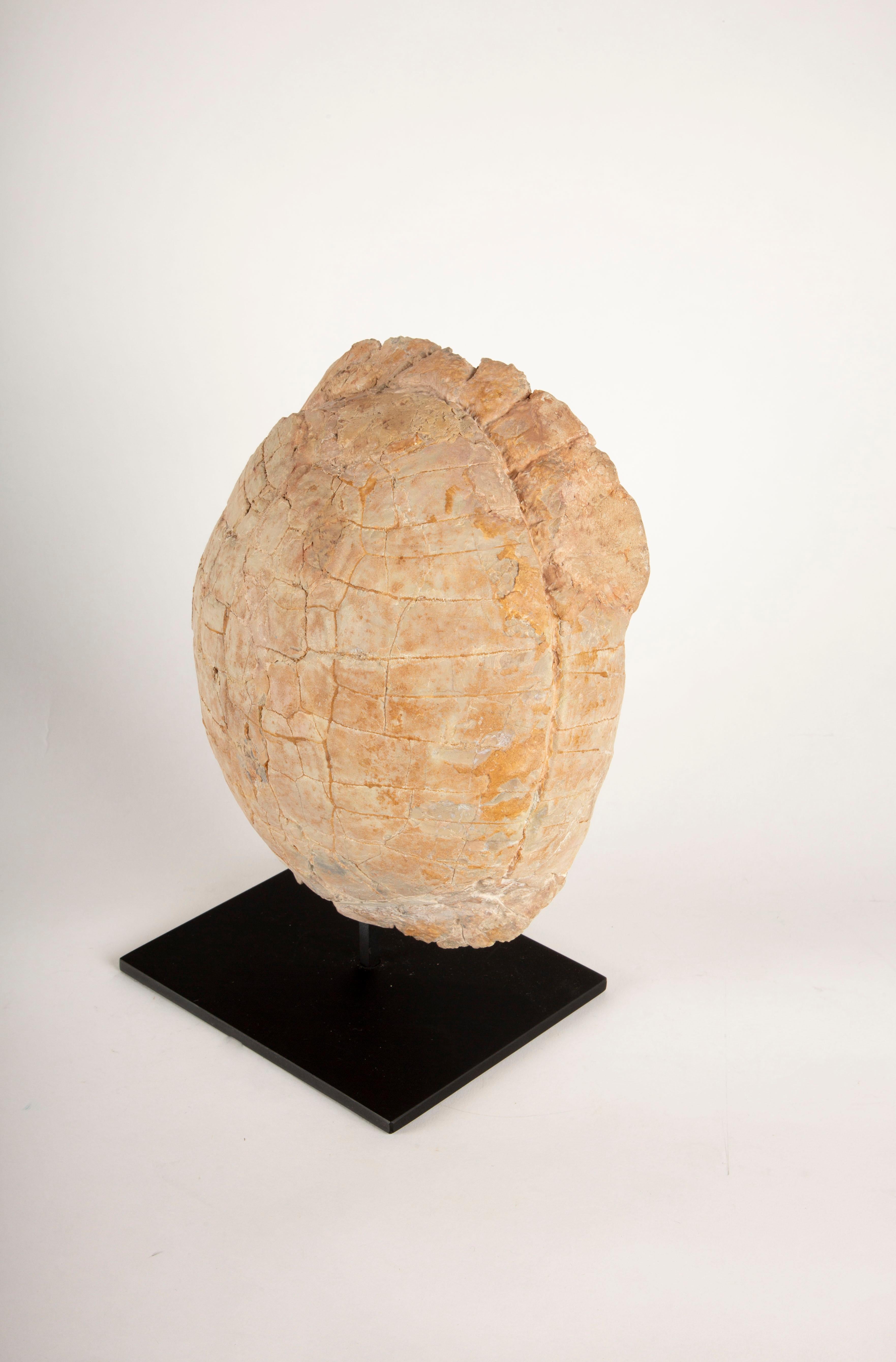American Impressive Oligocene Turtle Fossil on Modern Stand from South Dakota