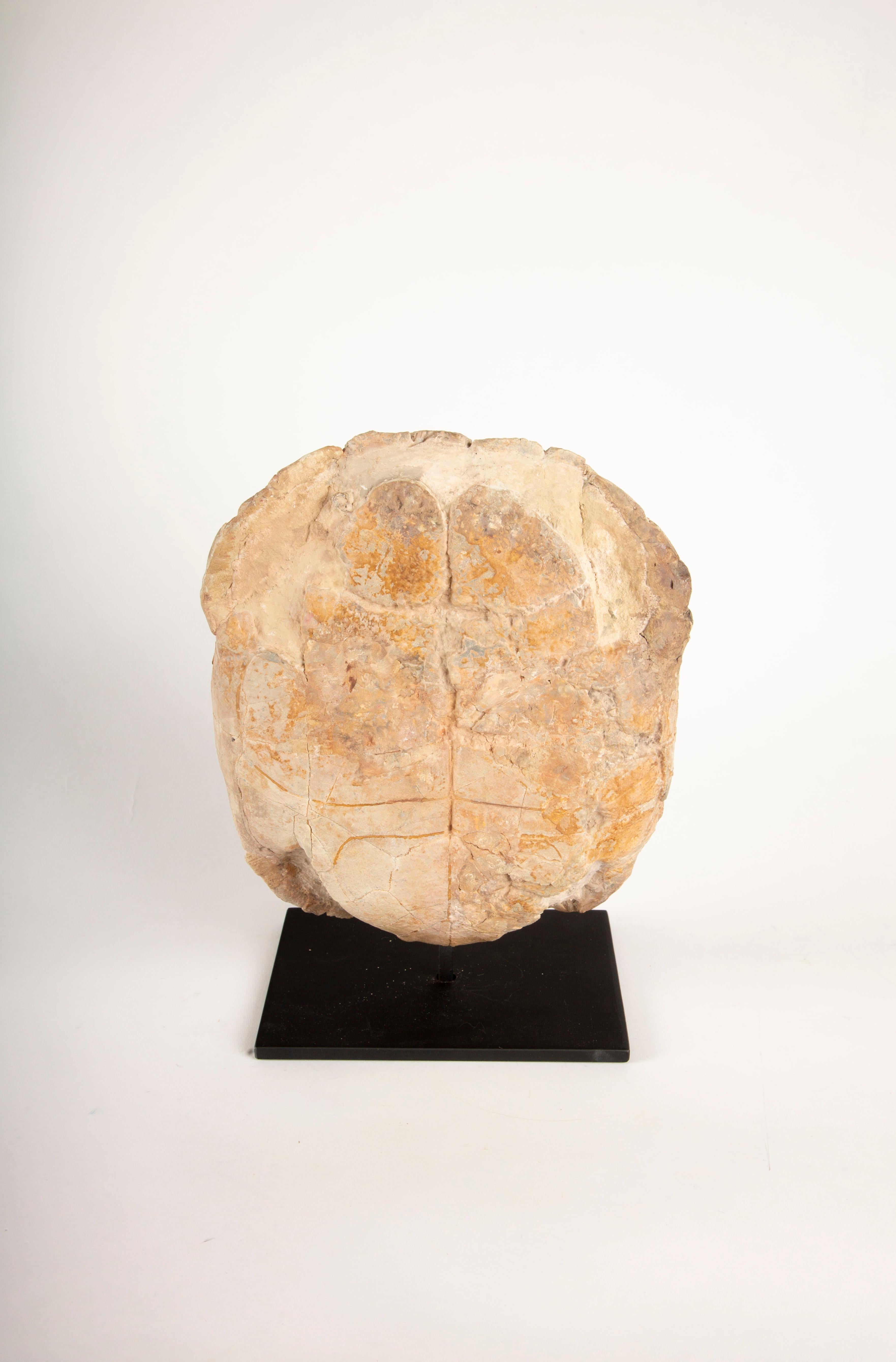 Impressive Oligocene Turtle Fossil on Modern Stand from South Dakota In New Condition In New York, NY