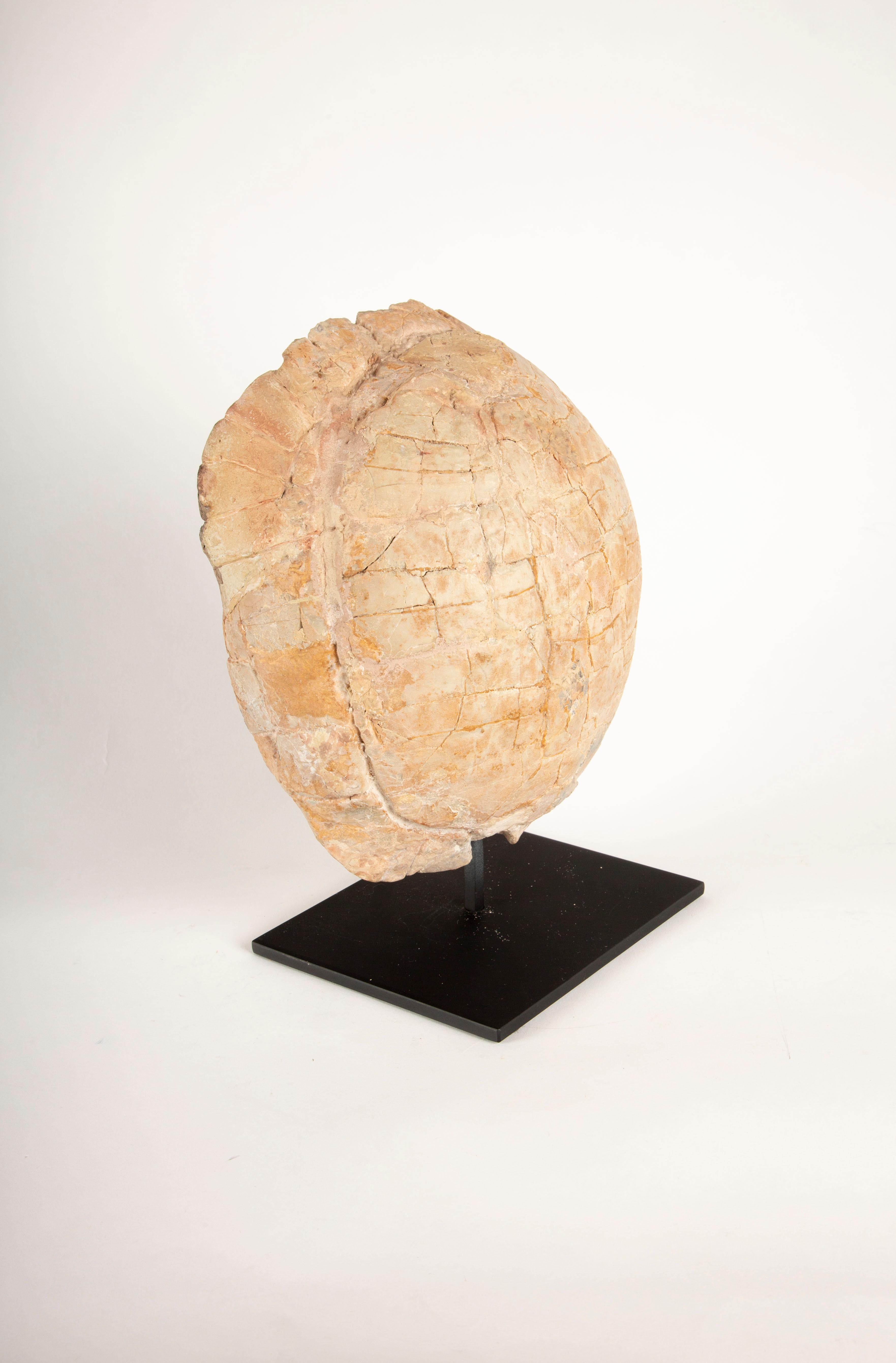 Contemporary Impressive Oligocene Turtle Fossil on Modern Stand from South Dakota