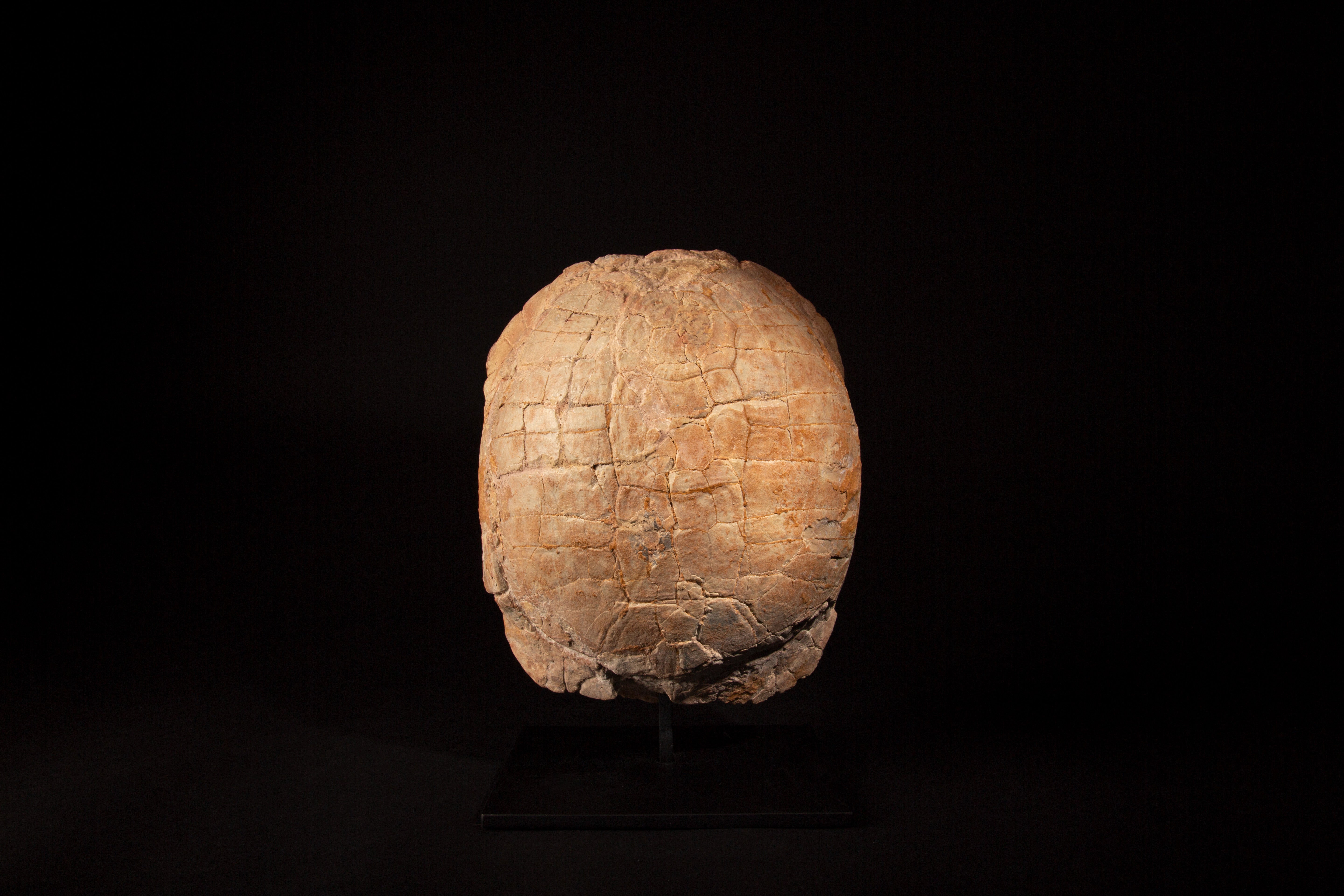 Metal Impressive Oligocene Turtle Fossil on Modern Stand from South Dakota