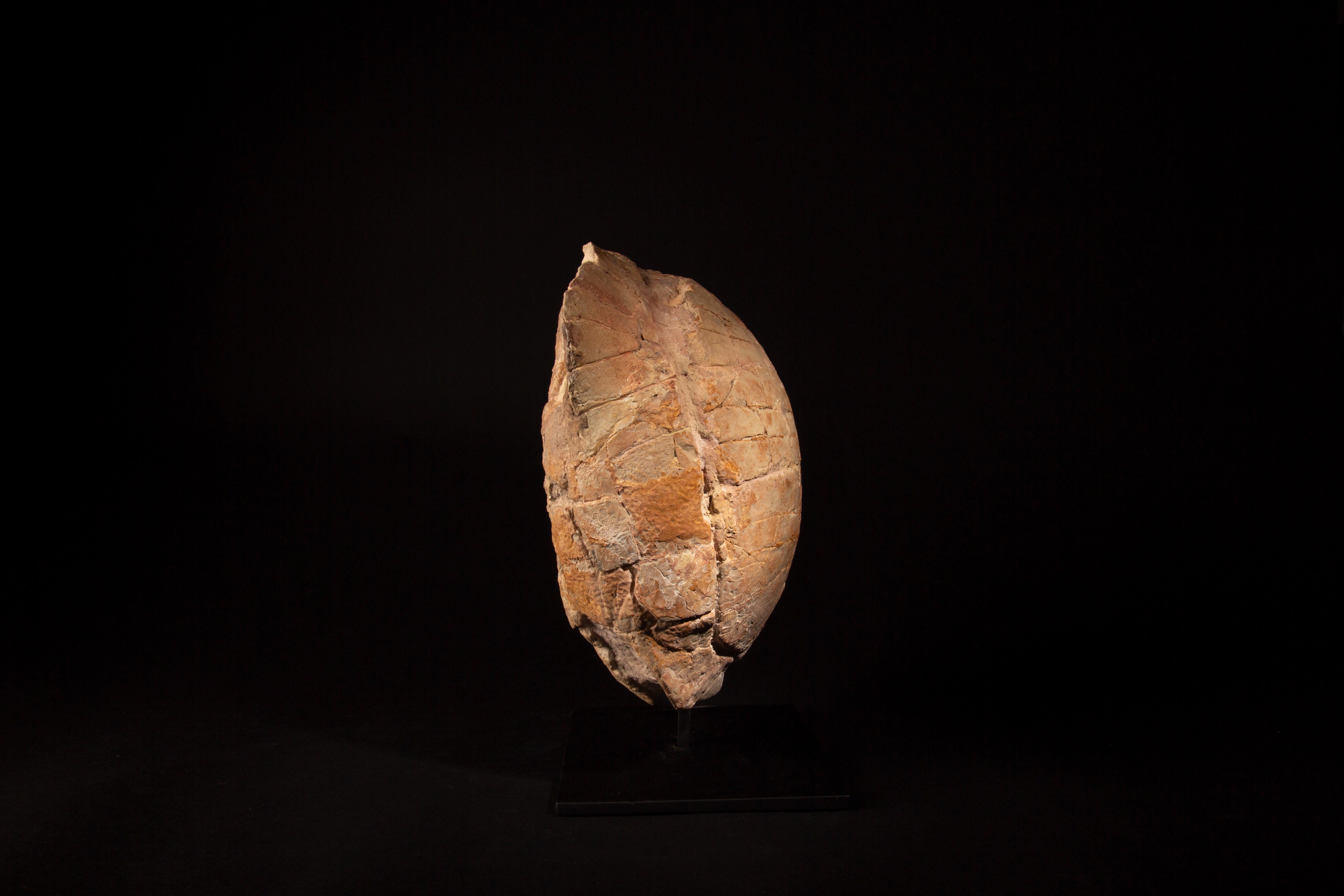 Impressive Oligocene Turtle Fossil on Modern Stand from South Dakota 3