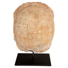 Impressive Oligocene Turtle Fossil on Modern Stand from South Dakota