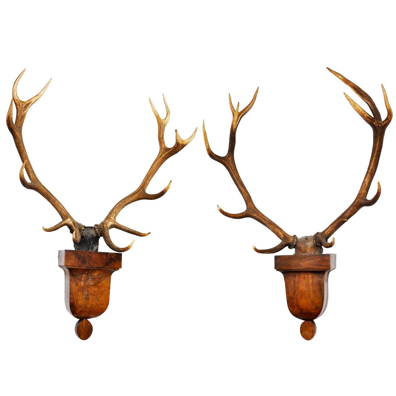 Impressive Pair of Deer Trophies Mounted on Mid-19th Century, Rosewood Brackets