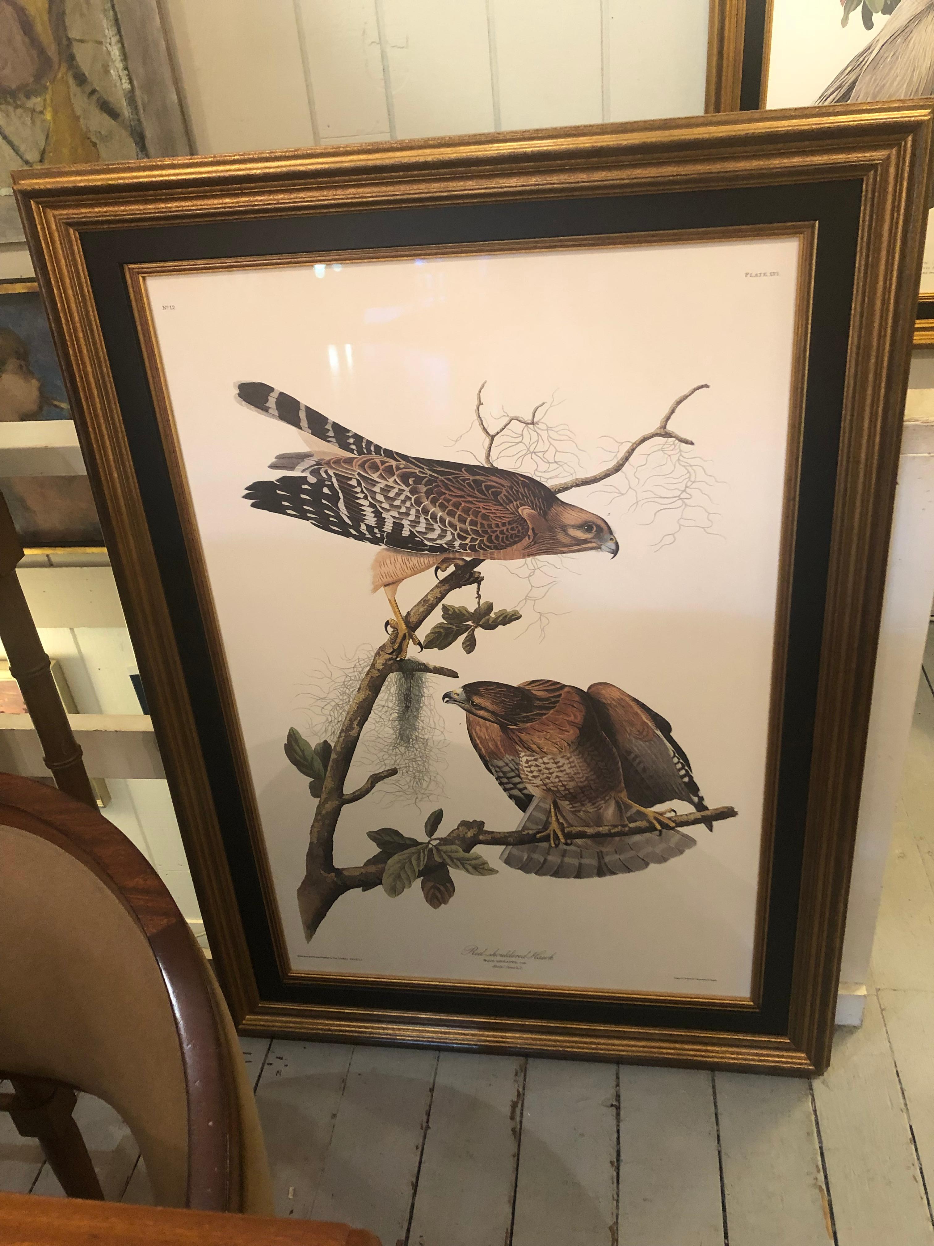 Impressively Large Beautifully Framed Brown Pelican Audubon Print 3
