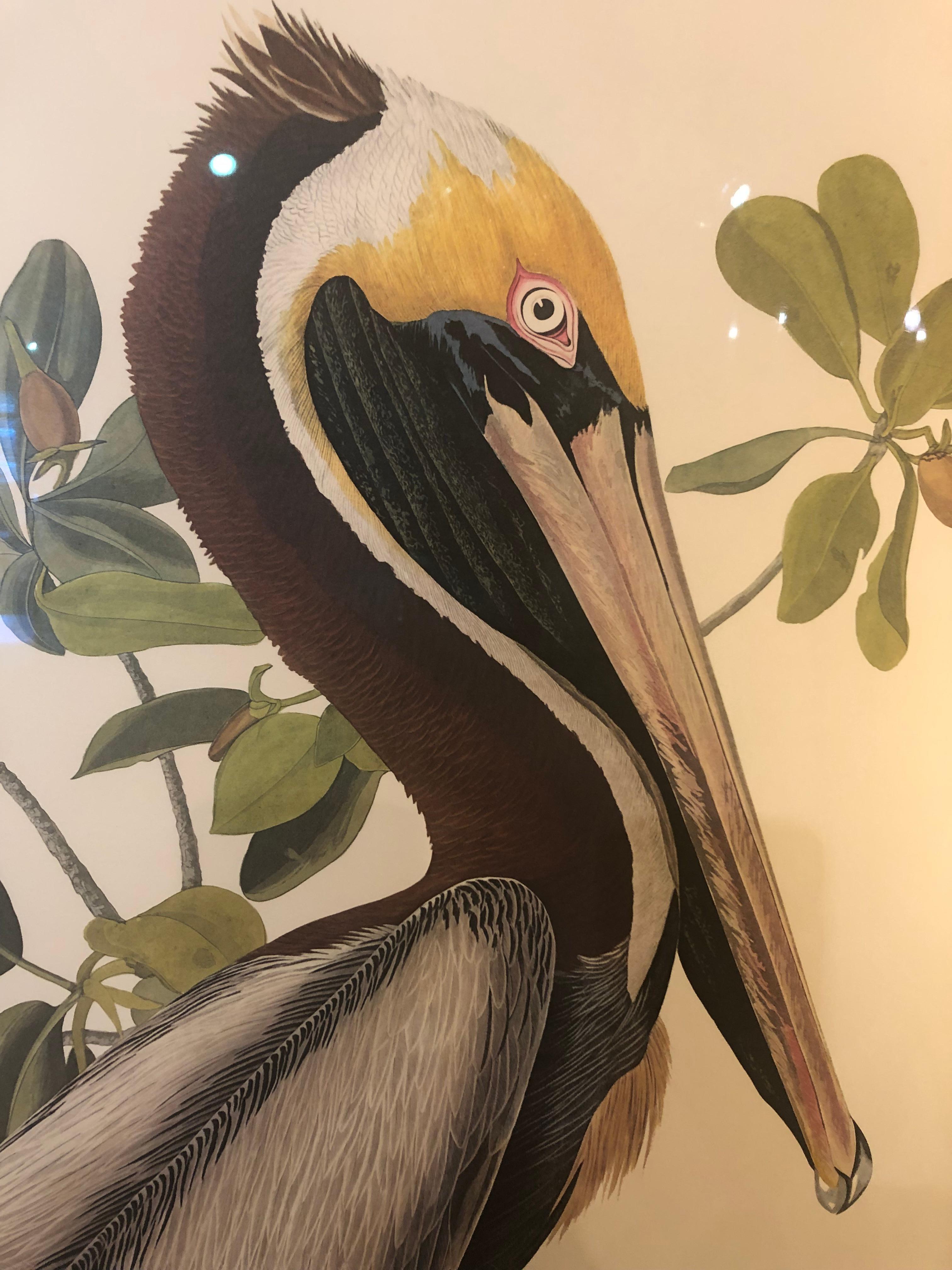 Beautiful large fine quality print of a Brown Pelican by JJ Audubon, framed handsomely. There is also another Audubon print of Red Shouldered Hawks, framed the same way to make an outstanding pair. See last photos.