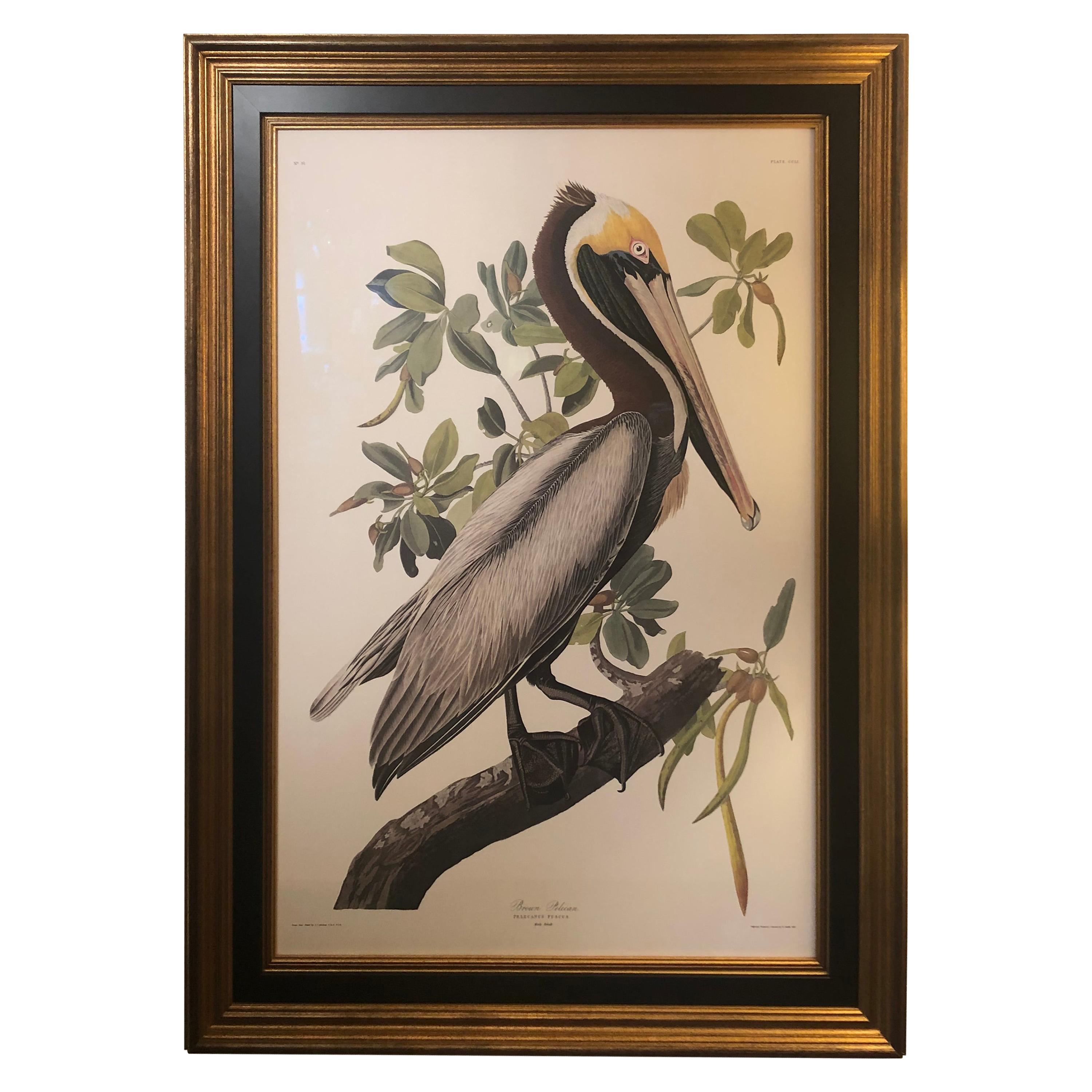 Impressively Large Beautifully Framed Brown Pelican Audubon Print