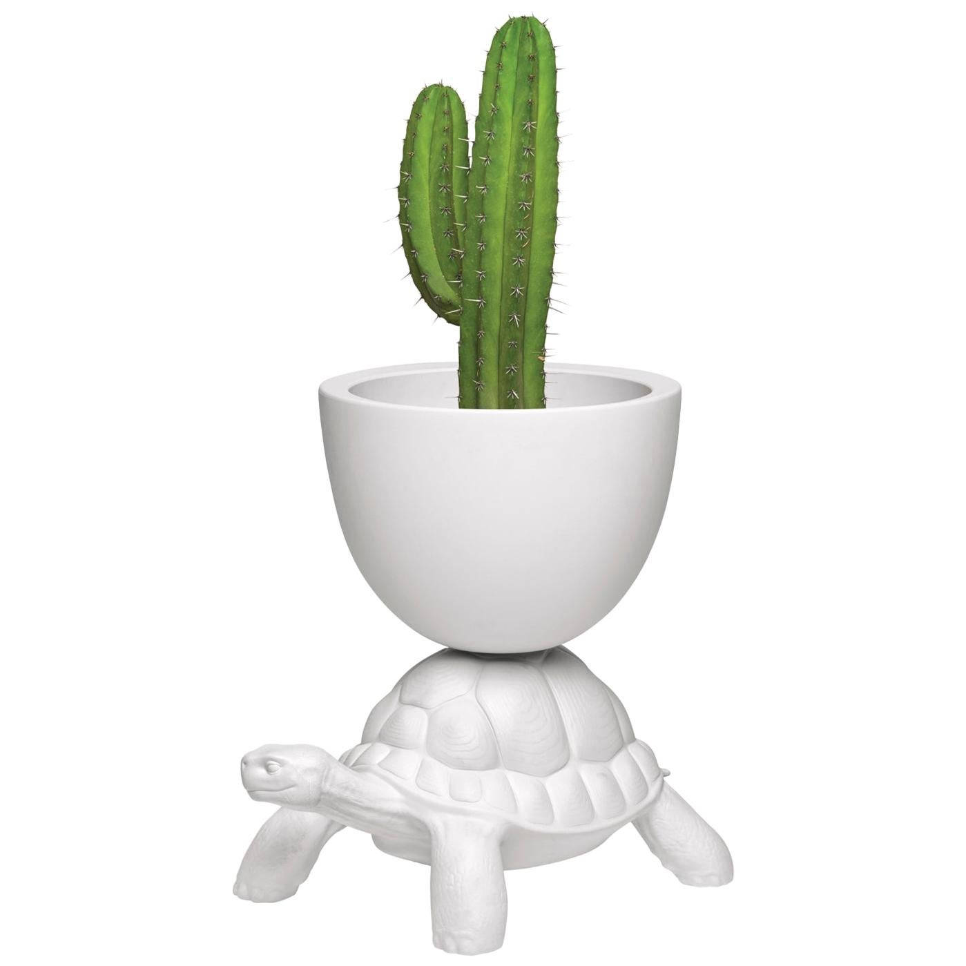 In Stock in Los Angeles, White Turtle Carry Planter / Champagne Cooler