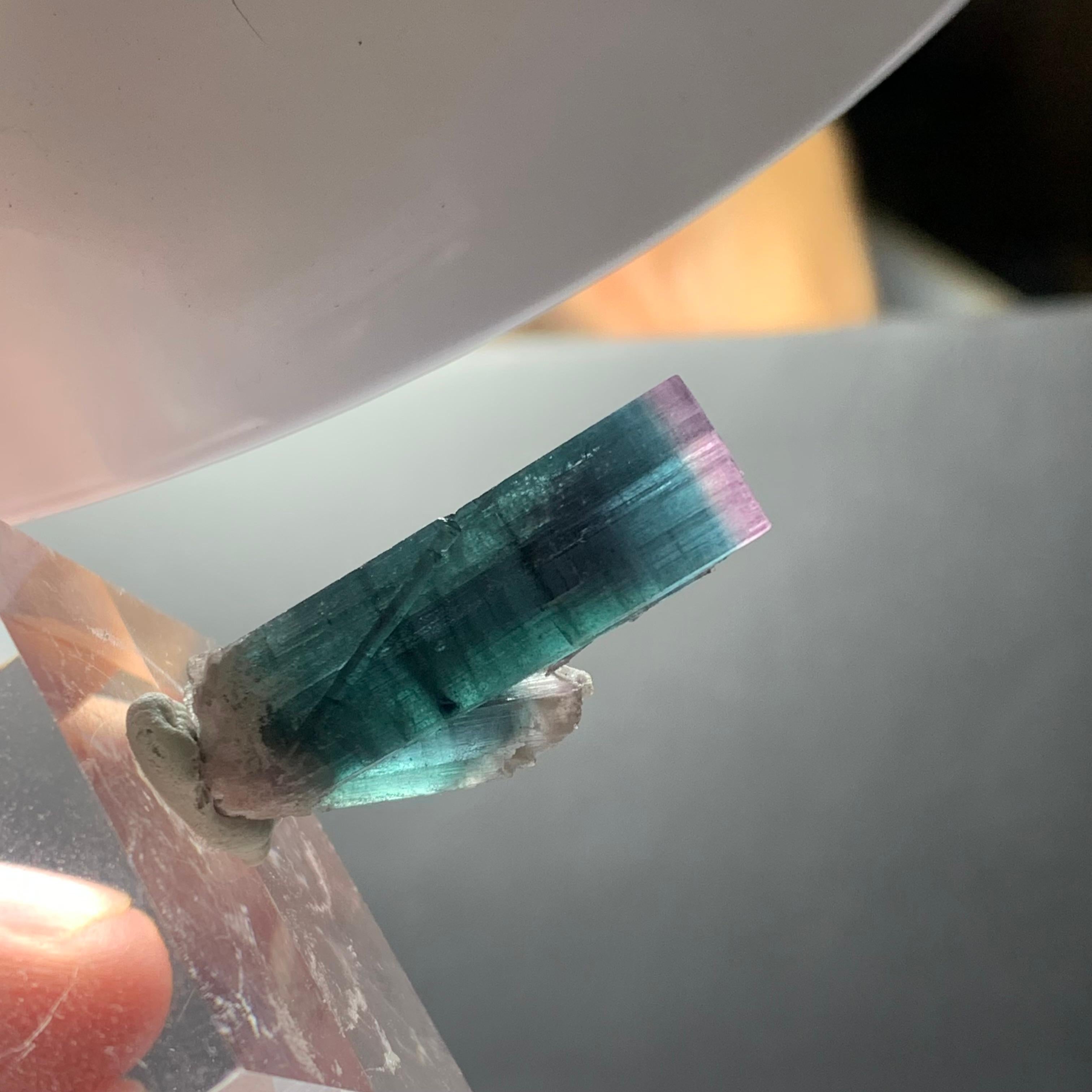 Cristal Incroyable spécimen de tourmaline bicolore de 20,30 carats provenant de l'Afghanistan en vente