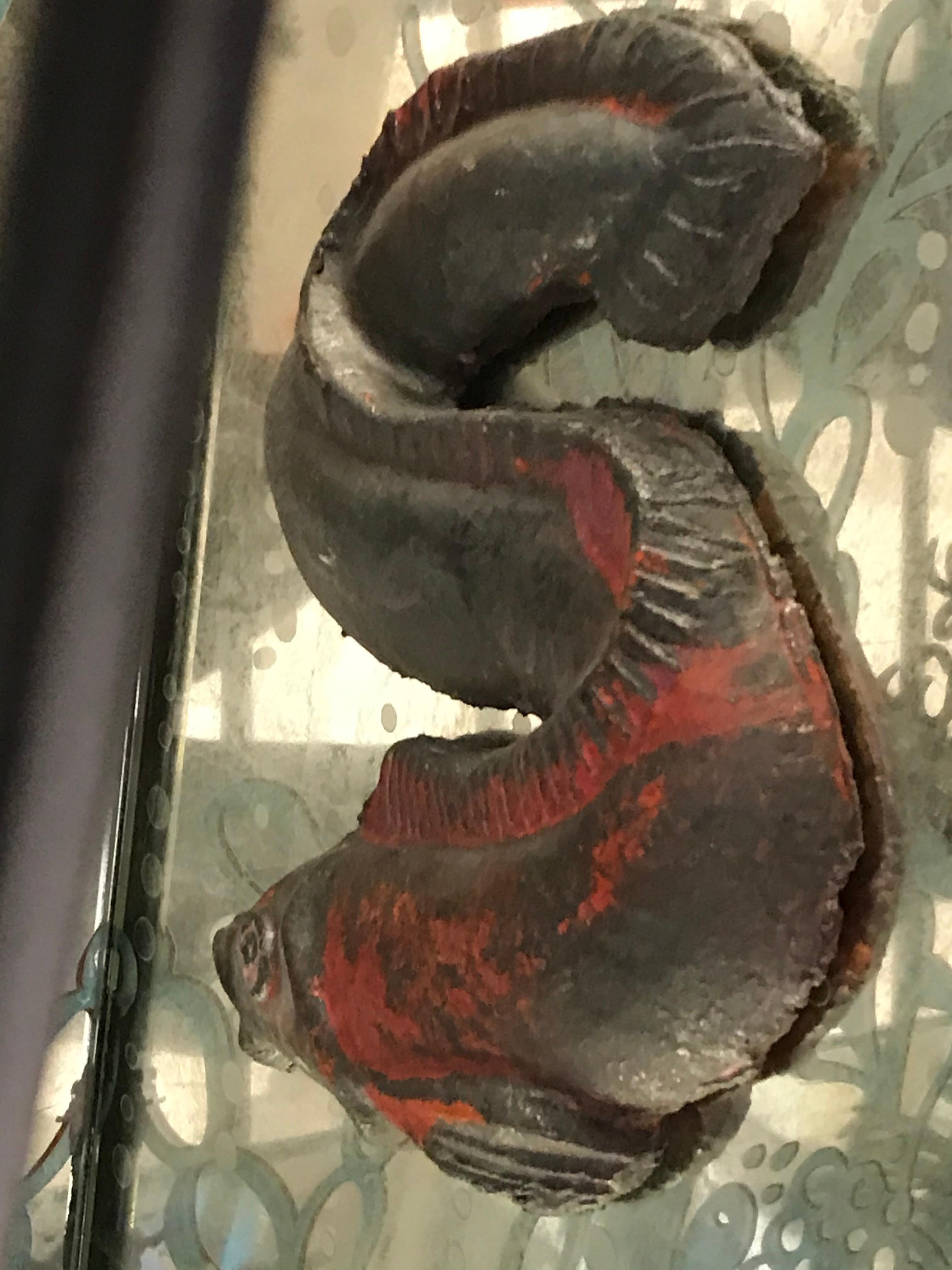Céramique Incroyable console ou bar en fer à poisson avec habitants d'océan en céramique en vente