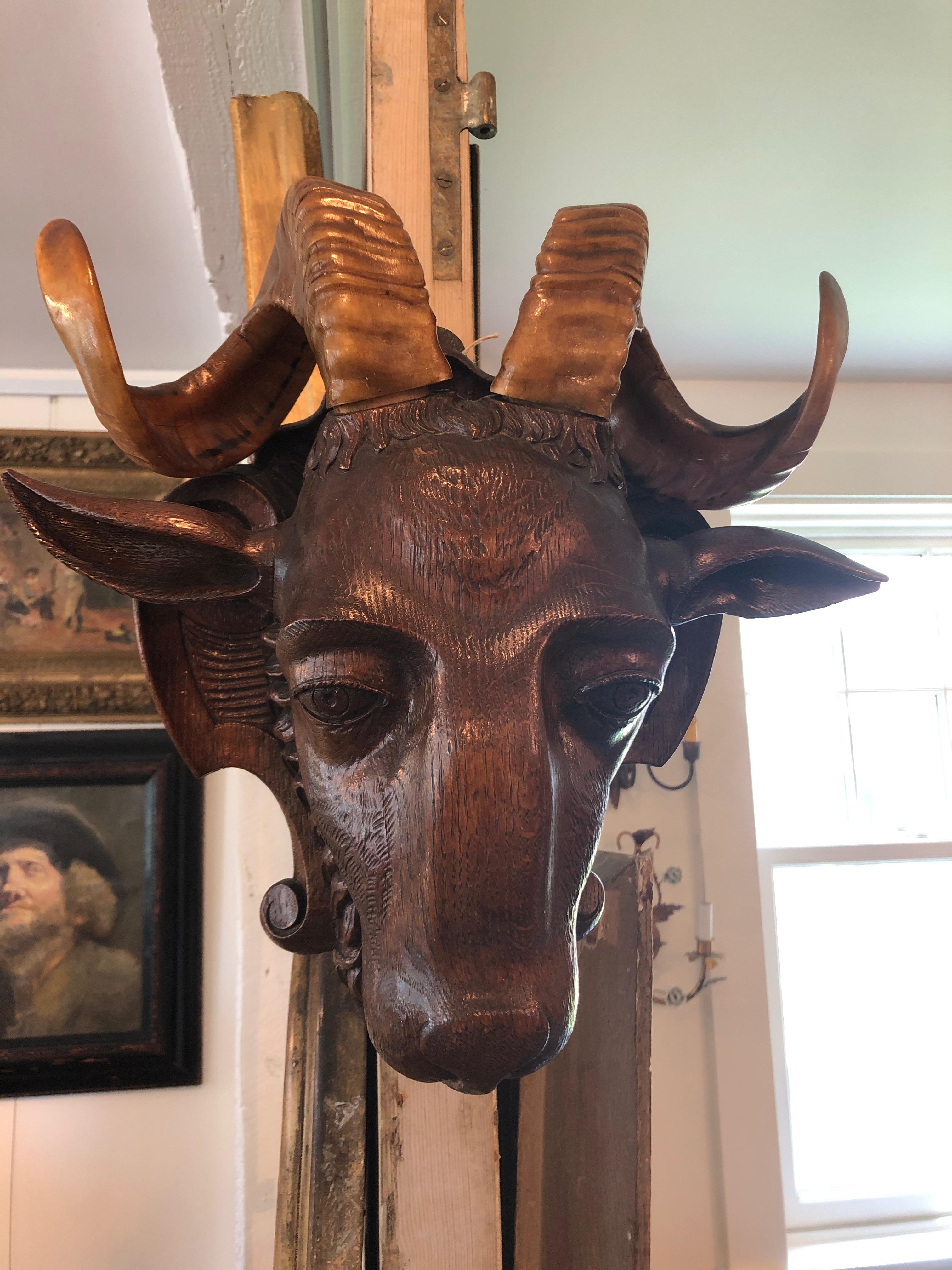 A bold carved dark wood Black Forest style ram's head that hangs on the wall, having gorgeous authentic horns.