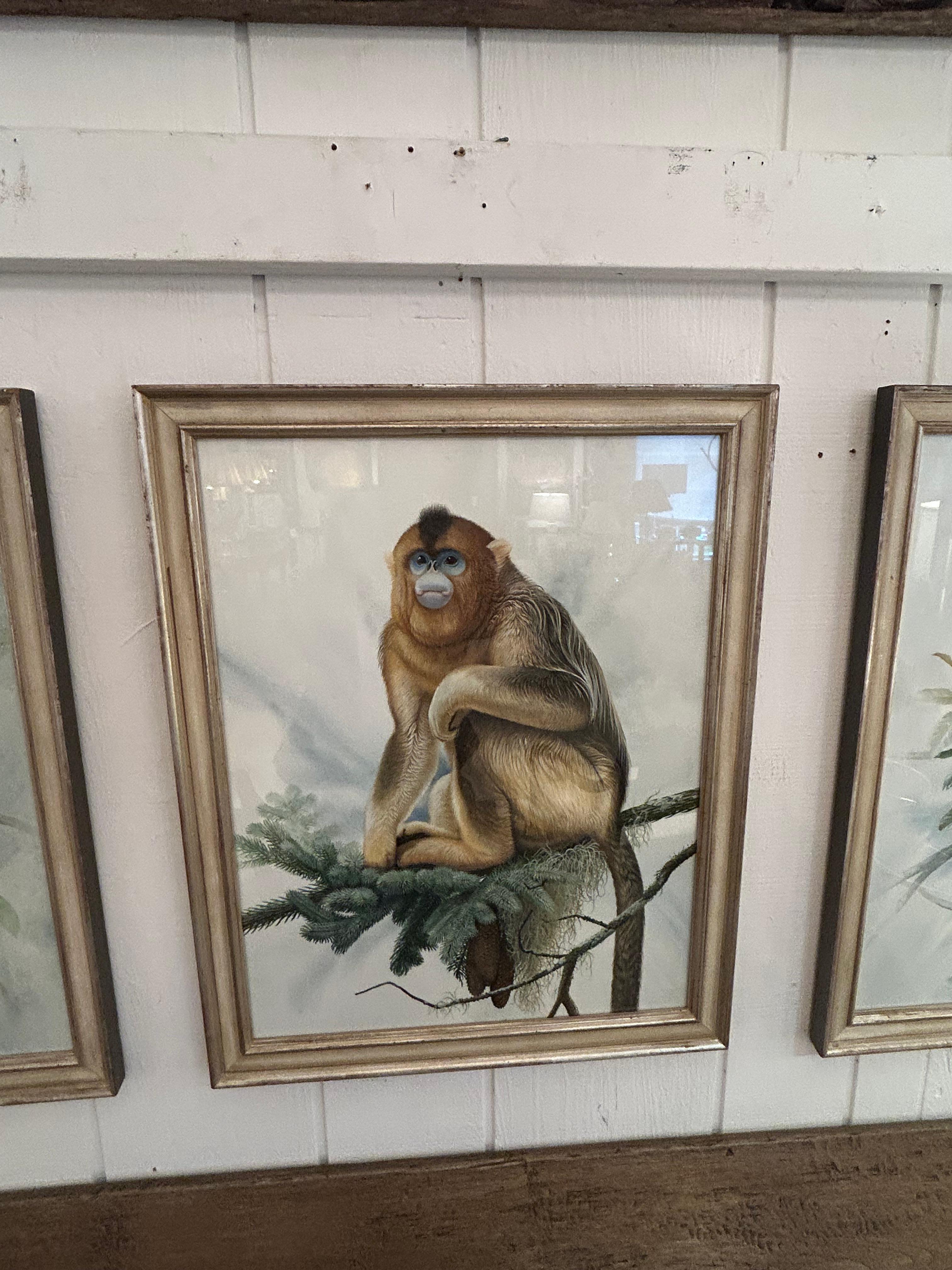 Unglaubliche Sammlung von 3 akribisch detaillierten Aquarellen von Affen (amerikanisch) im Angebot