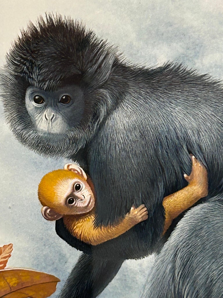 Increíble Colección de 3 Acuarelas de Monos Meticulosamente Detalladas en  venta en 1stDibs España, image size:768x1024