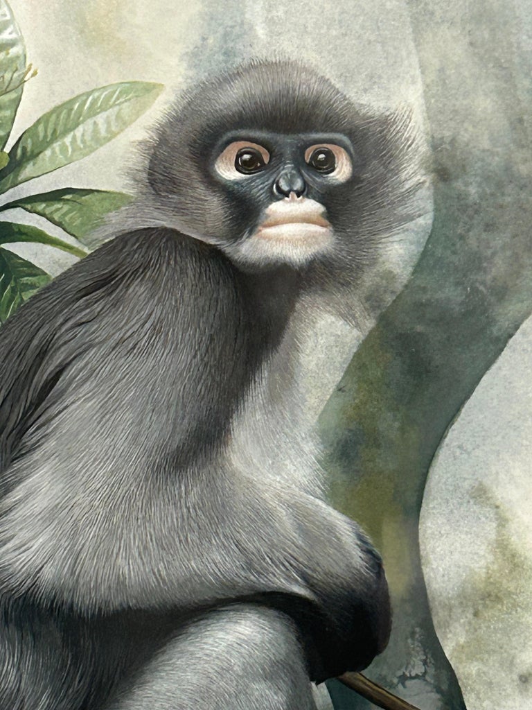 Increíble Colección de 3 Acuarelas de Monos Meticulosamente Detalladas en  venta en 1stDibs España, image size:768x1024