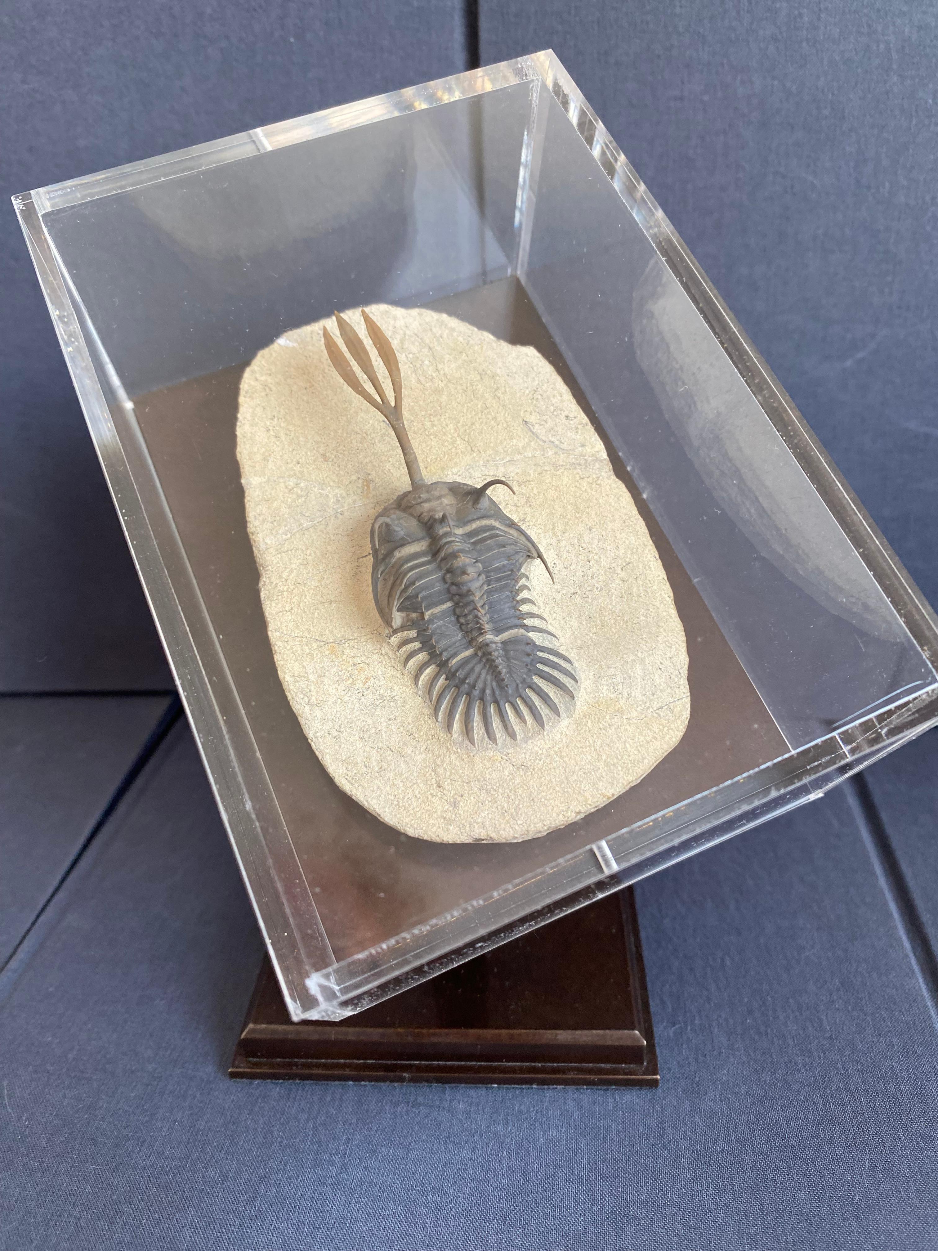 Moroccan Incredible Trilobite Wallicerops Trifurcat For Sale