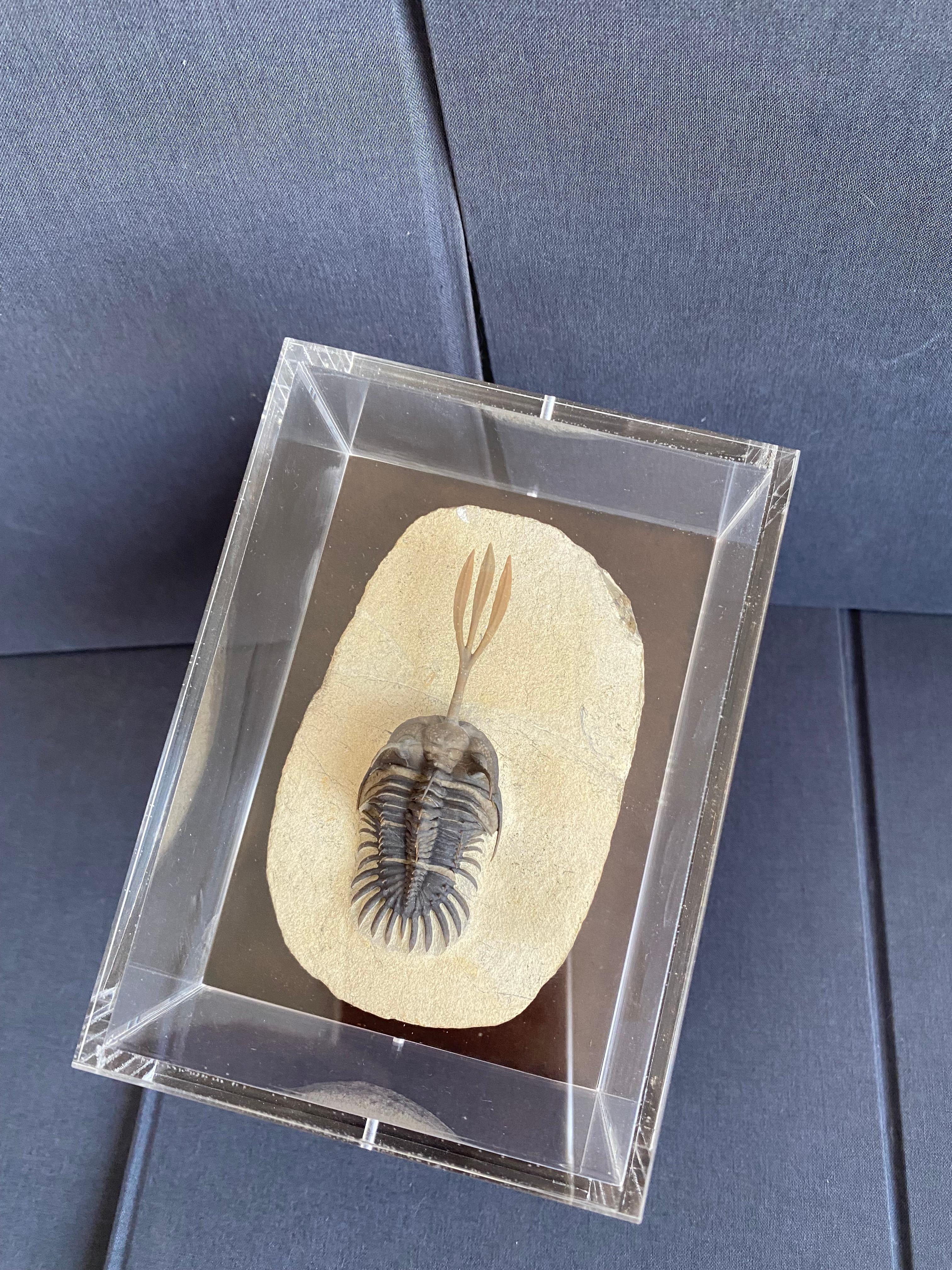 18th Century and Earlier Incredible Trilobite Wallicerops Trifurcat For Sale