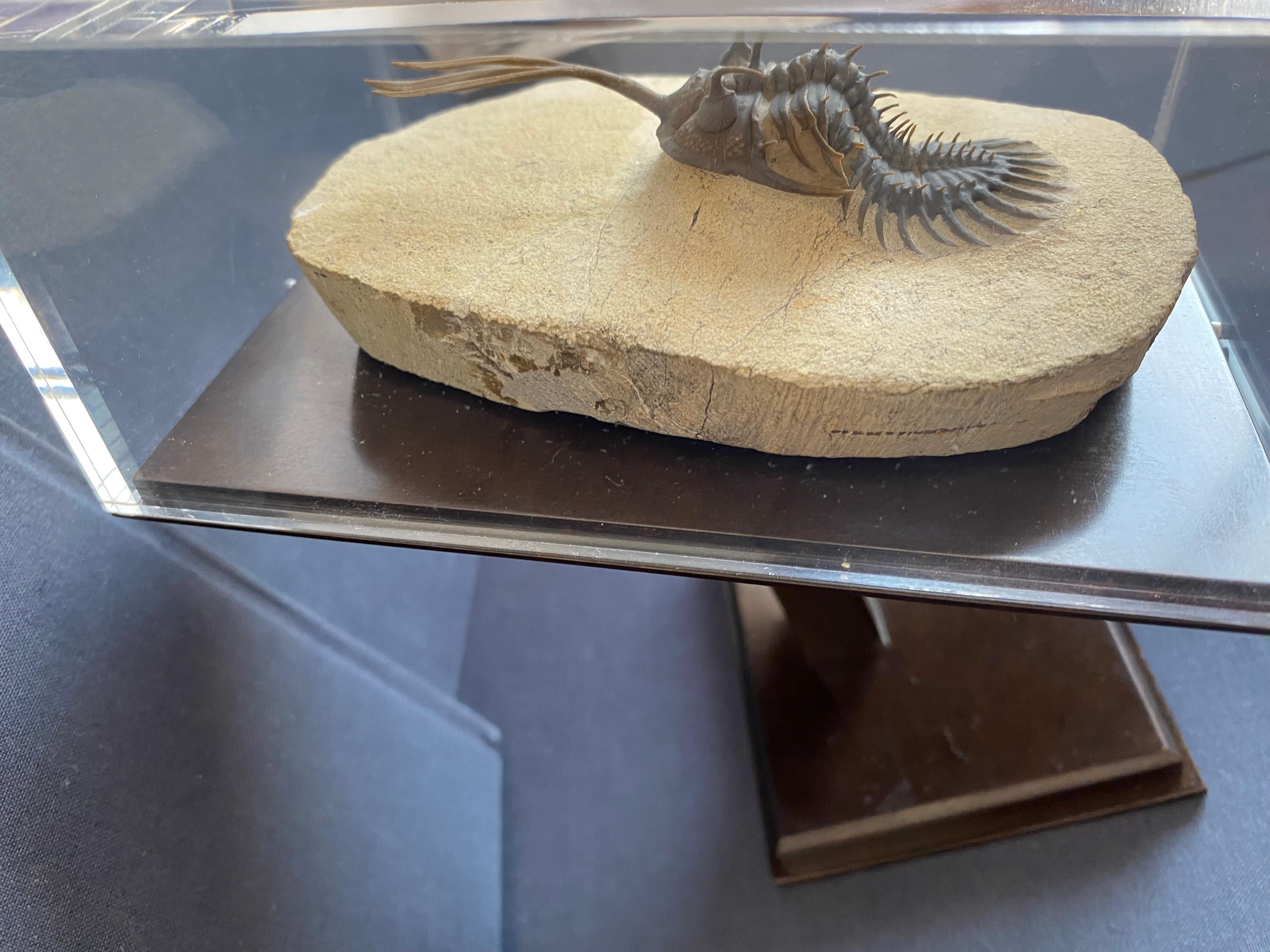 Stone Incredible Trilobite Wallicerops Trifurcat For Sale