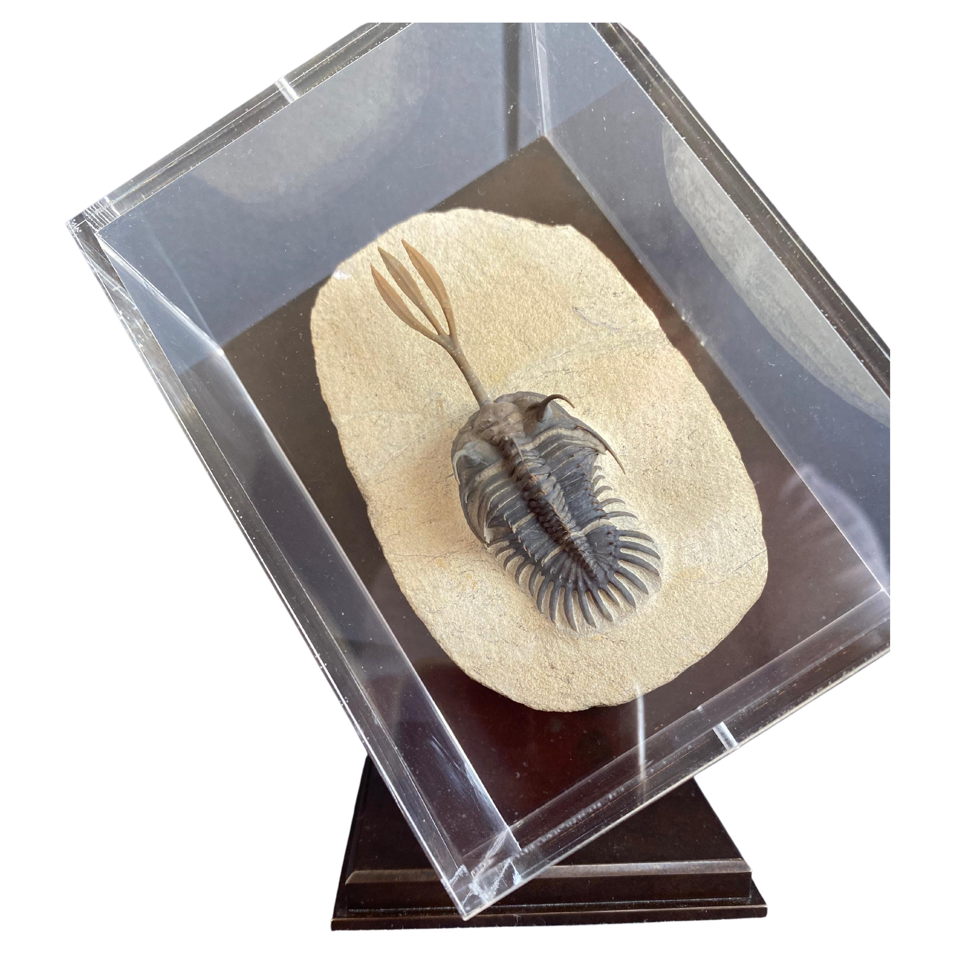Incredible Trilobite Wallicerops Trifurcat For Sale