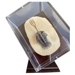 Antique Incredible Trilobite Wallicerops Trifurcat