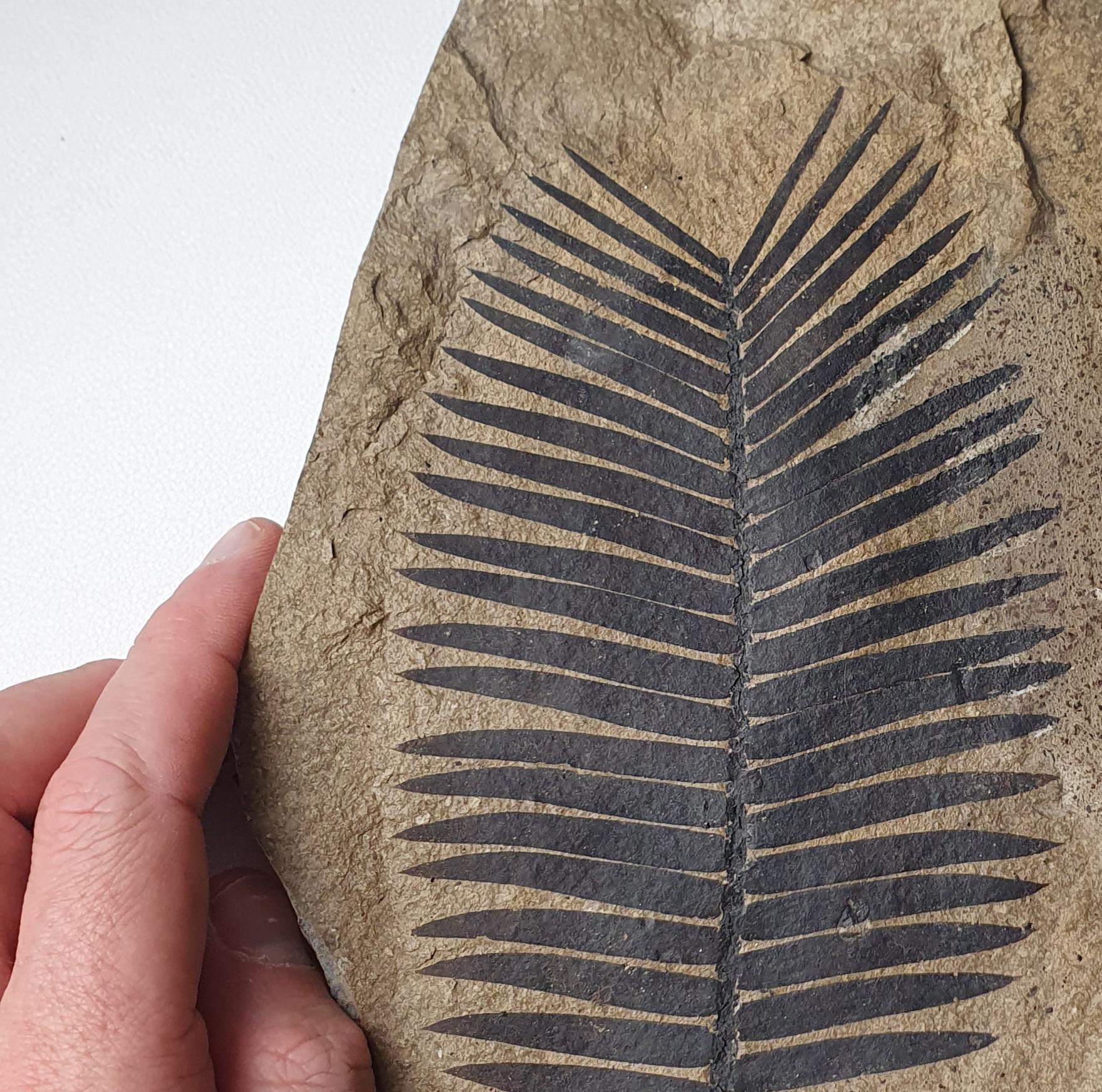 Incredibly beautiful Cycadeoids fossil leaves Zamites feneonis

There is no restoration or repair. The color is 100% original.
This plant has grown 150 million years ago, when Dinosaur ruled the earth !
Late Jurassic (Kimmeridgian),
