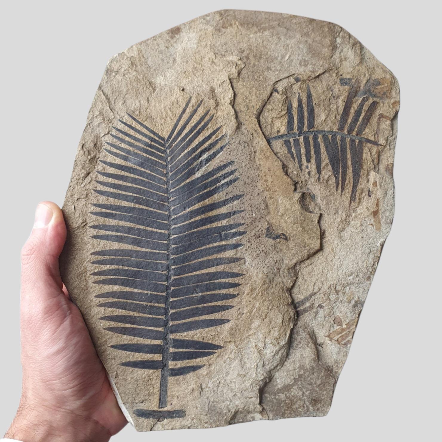 French Incredibly Beautiful Fossil Leaves from the Jurassic Period For Sale