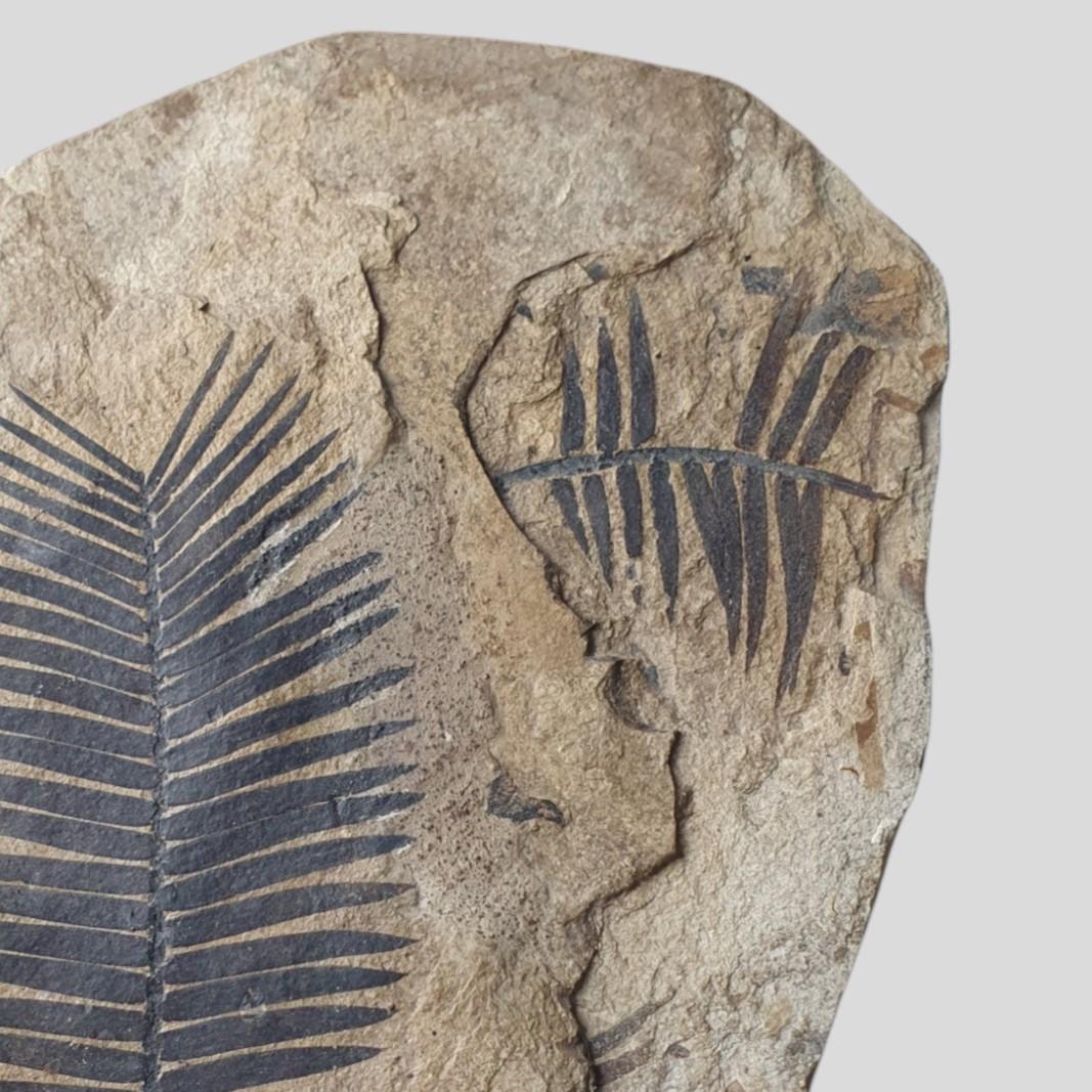 Incredibly Beautiful Fossil Leaves from the Jurassic Period In Excellent Condition For Sale In WEYERSHEIM, FR