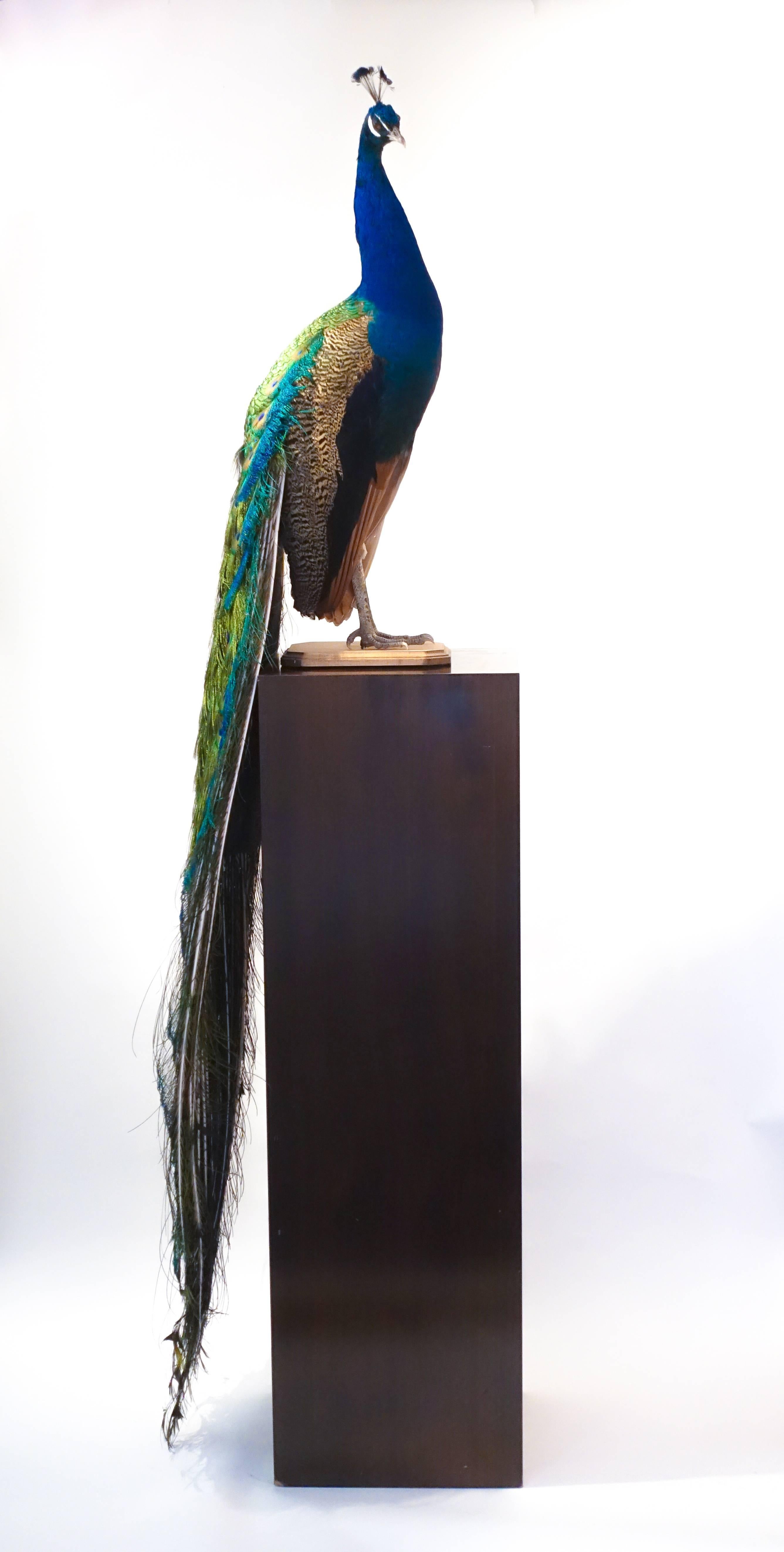 Indian blue peacock taxidermy mount with beautiful iridescent blue and green coloration. It is mounted on an oval wooden base and can be displayed by placement on a wall bracket, mantelpiece or Stand. There are many possible display options as the